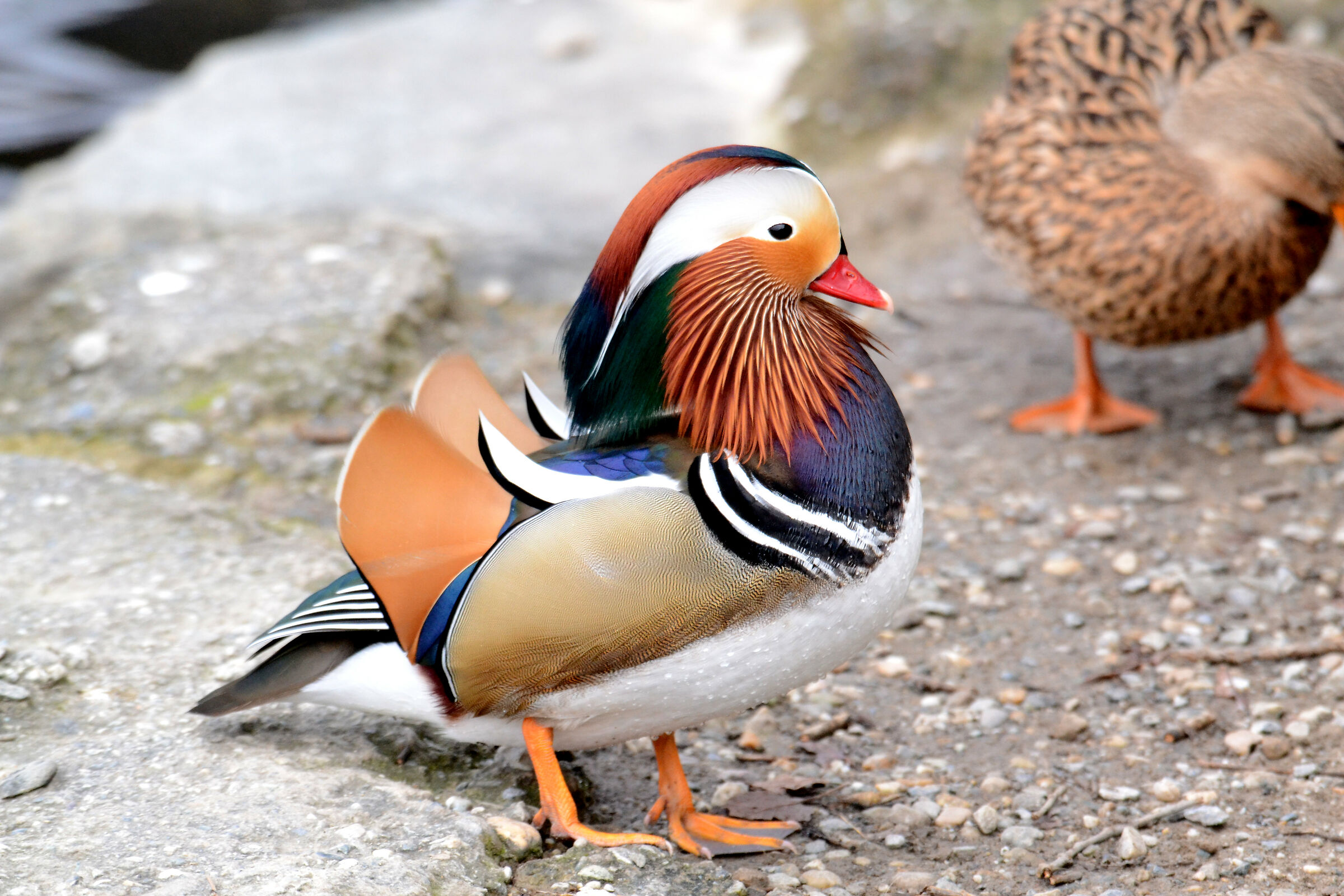 Passeggiando in riva al lago