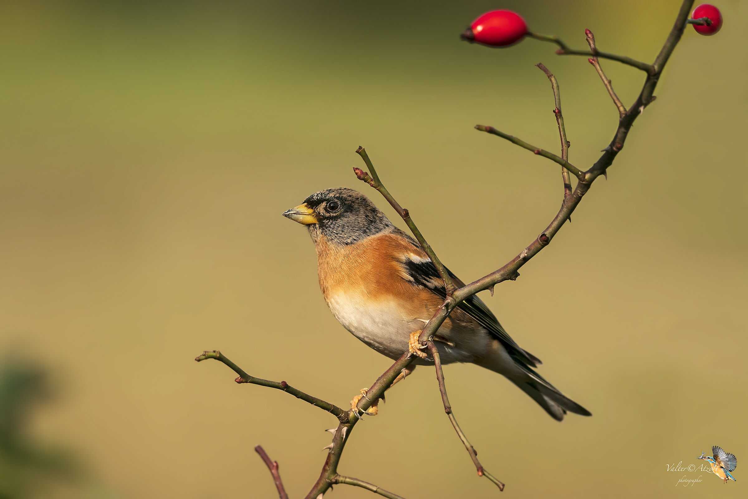 Peppola su un ramo di rosa canina