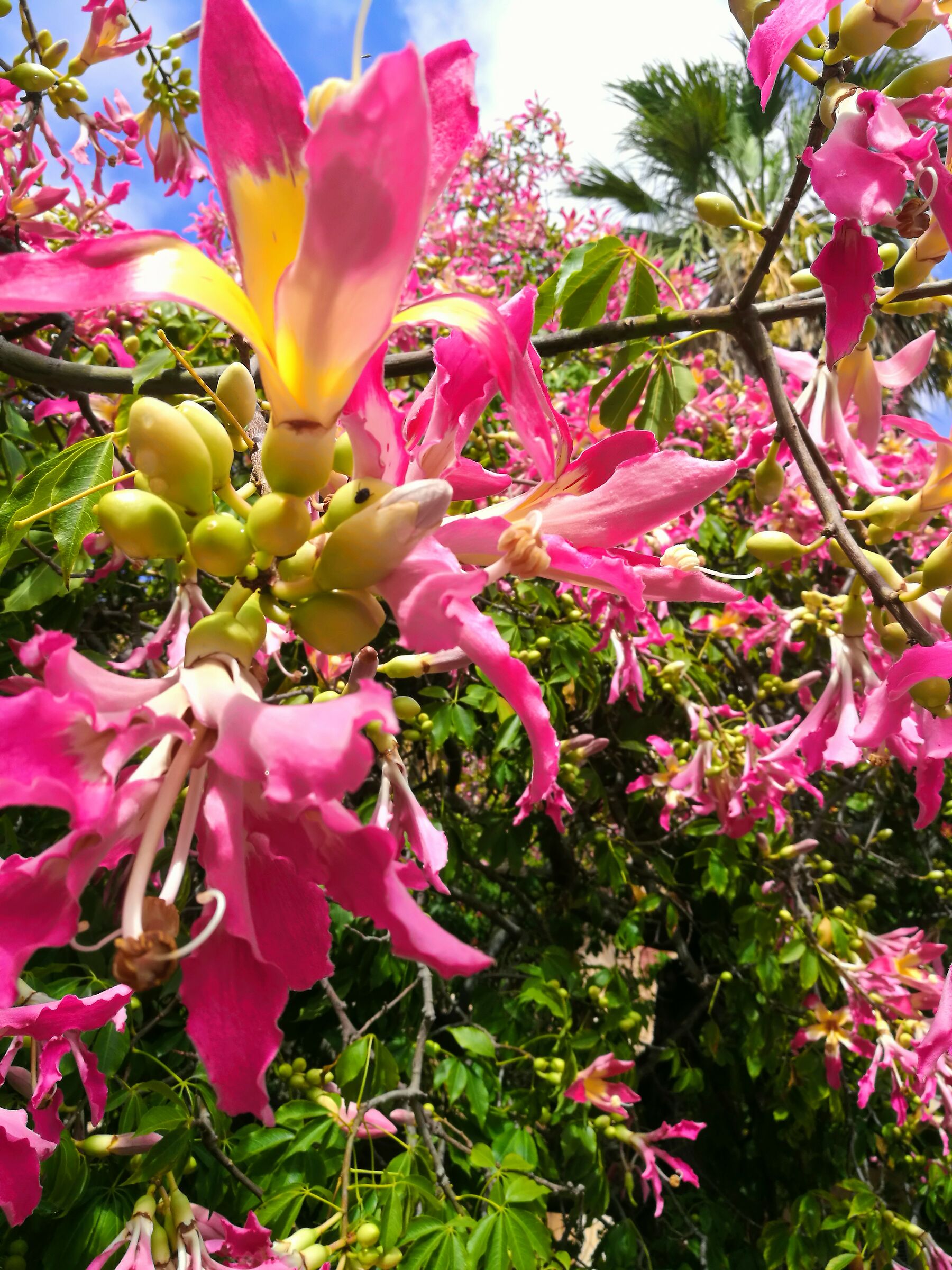 i giardini di Catania