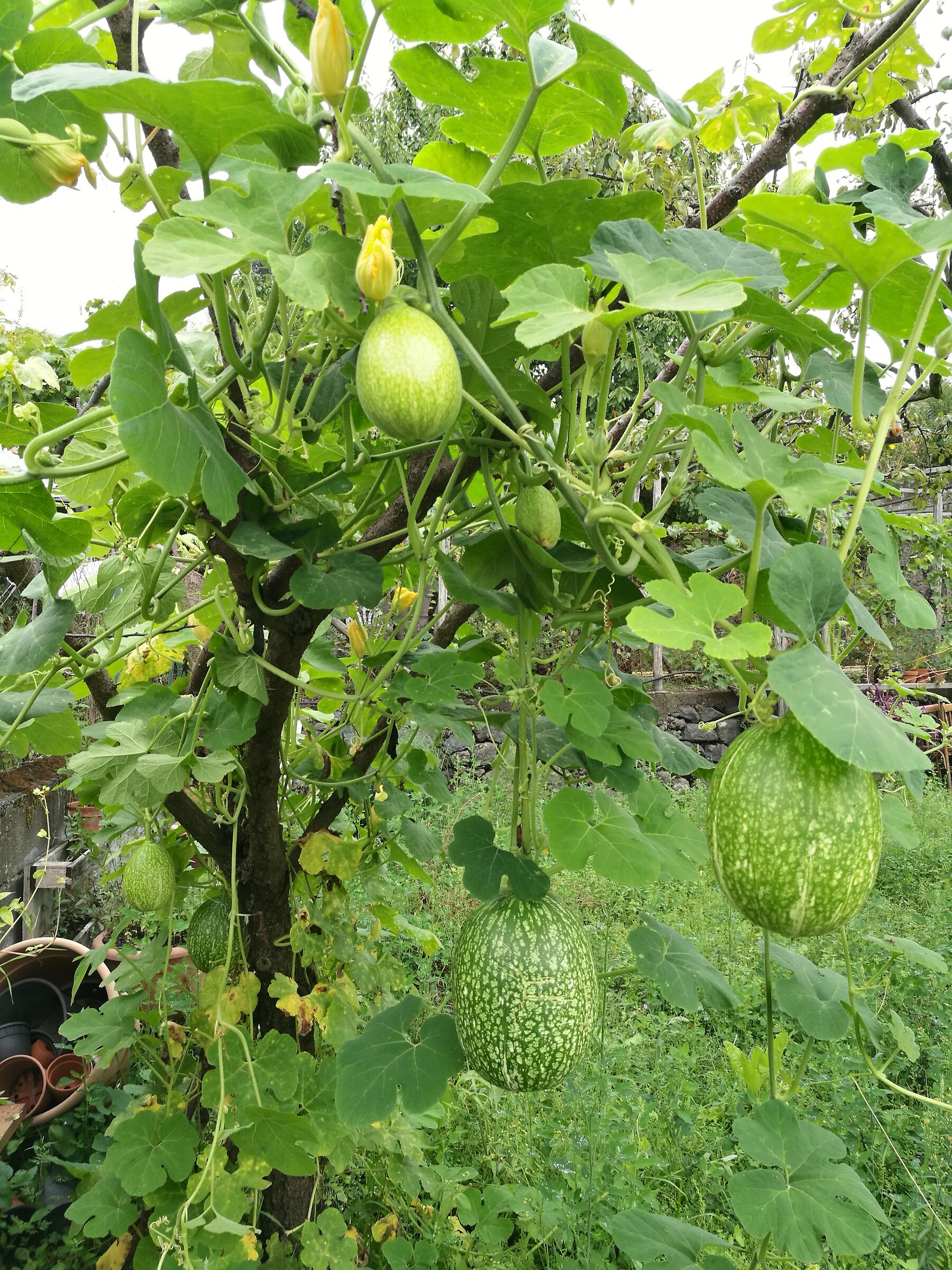 i giardini di Catania