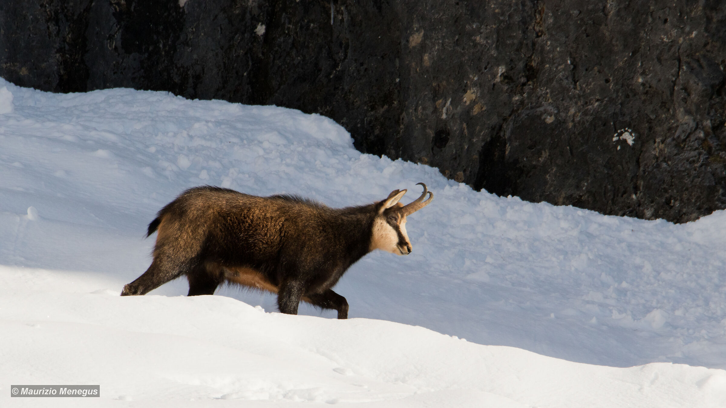 Camoscio in movimento