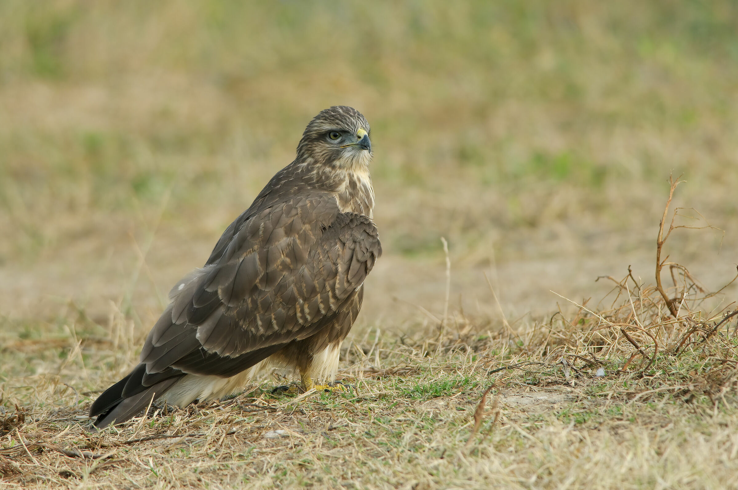 Poiana (Buteo buteo)