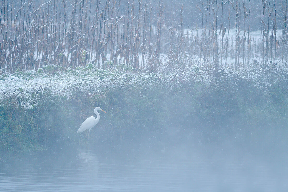 White heron.