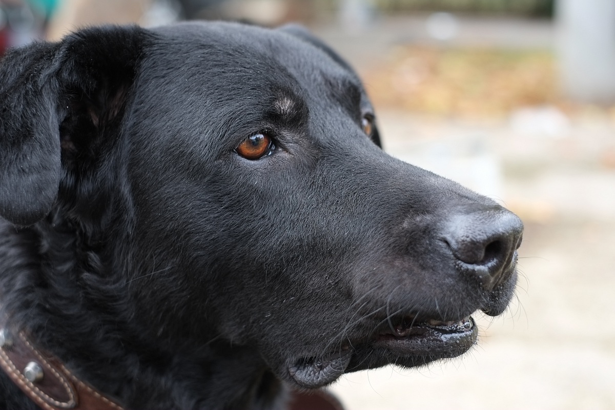 Se lo prendo me lo magno...!!