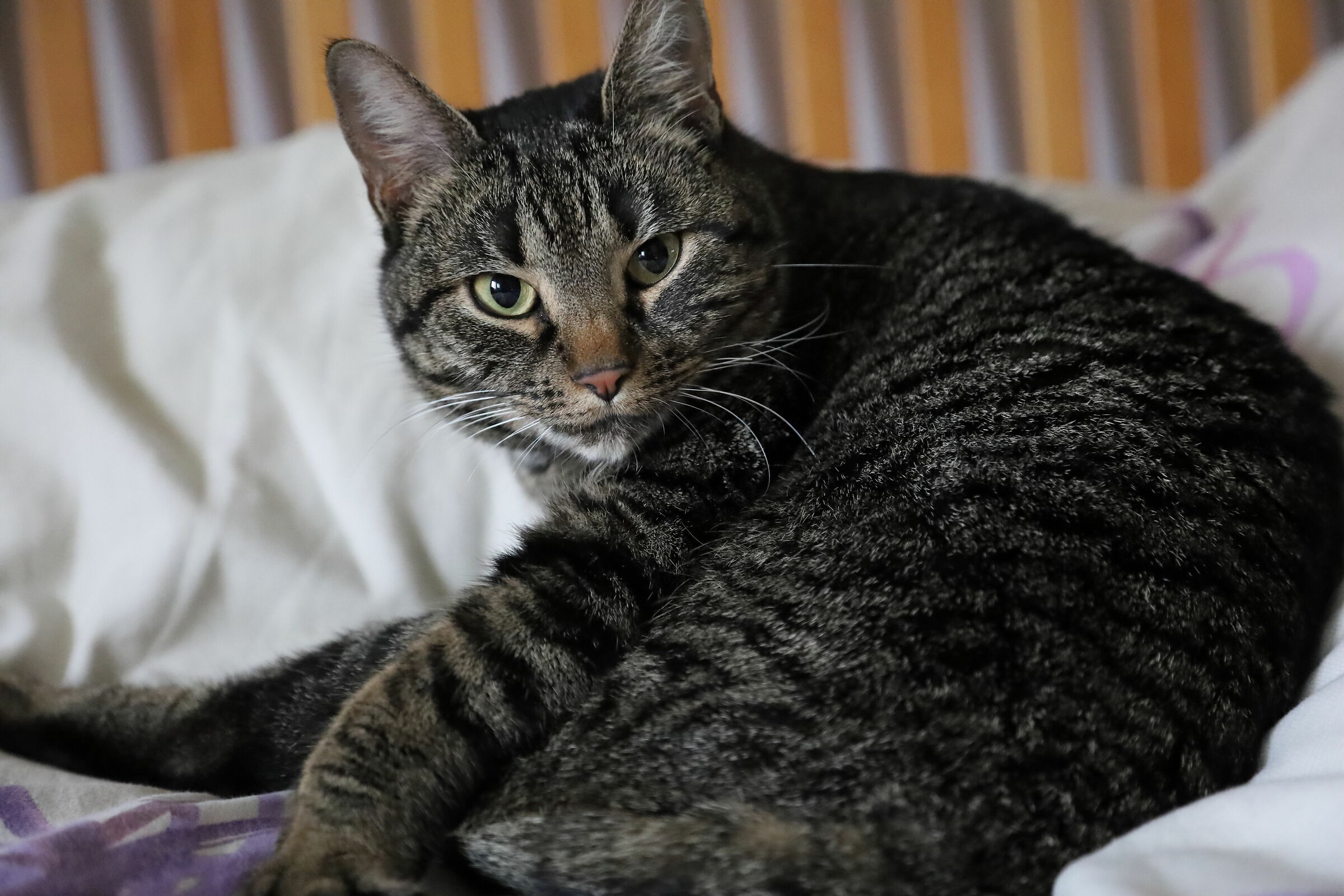 La foto del gatto non può mancare :)