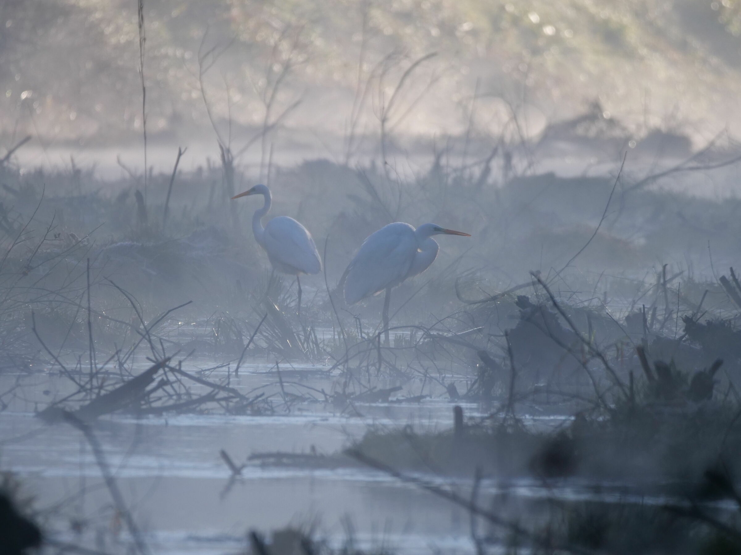 Aironi (Casmerodius alba)