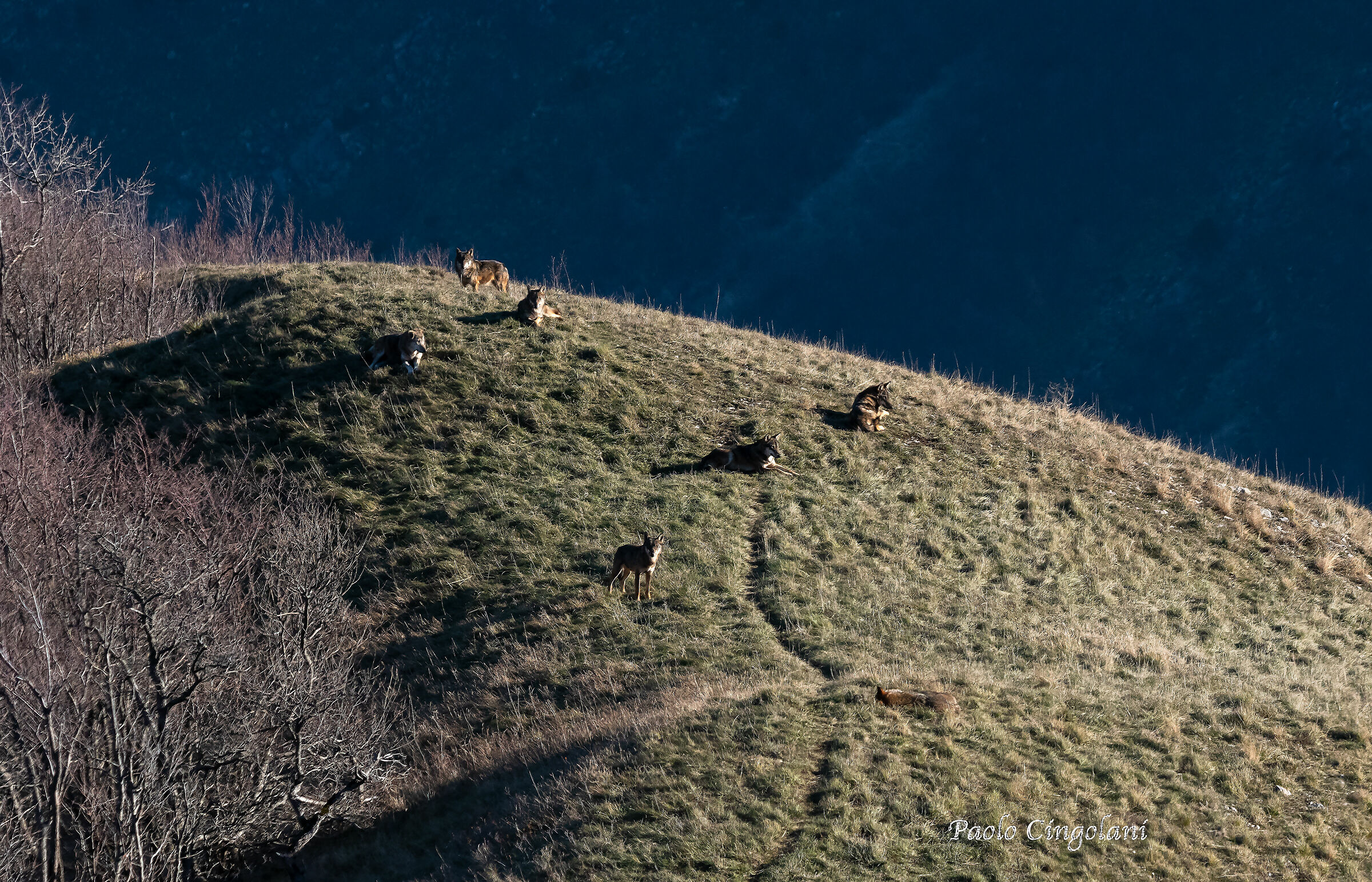 Lupi sul monte Catria