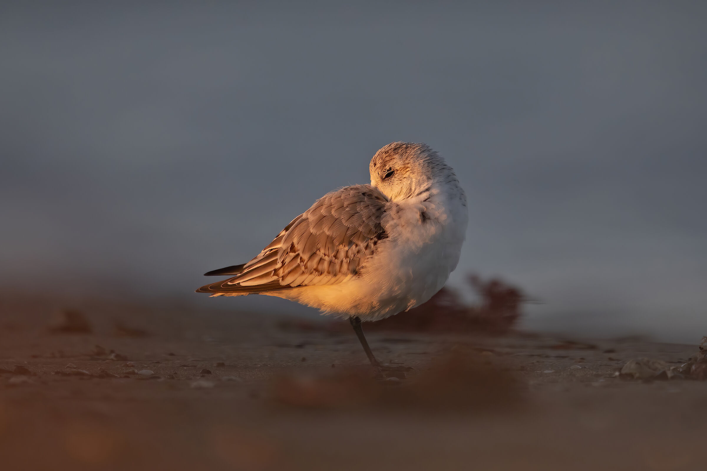 Rainpiello tridactylo