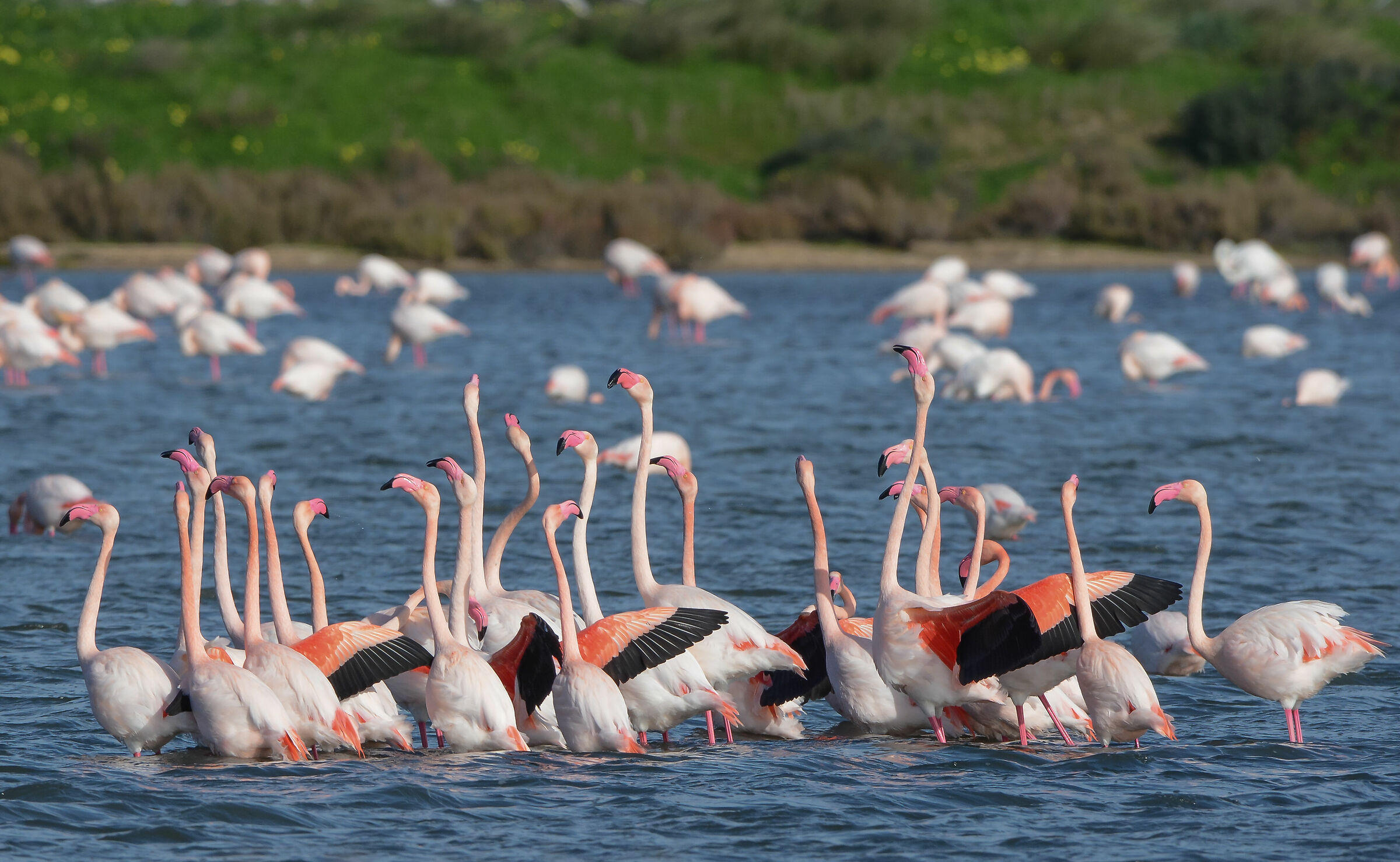 Danza di corteggiamento