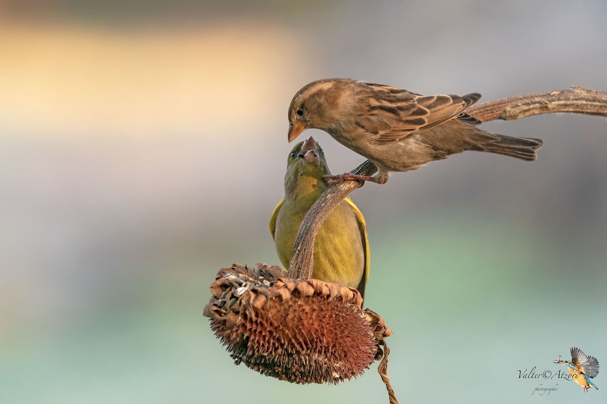 Amico caro, te lo dico in un orecchio...