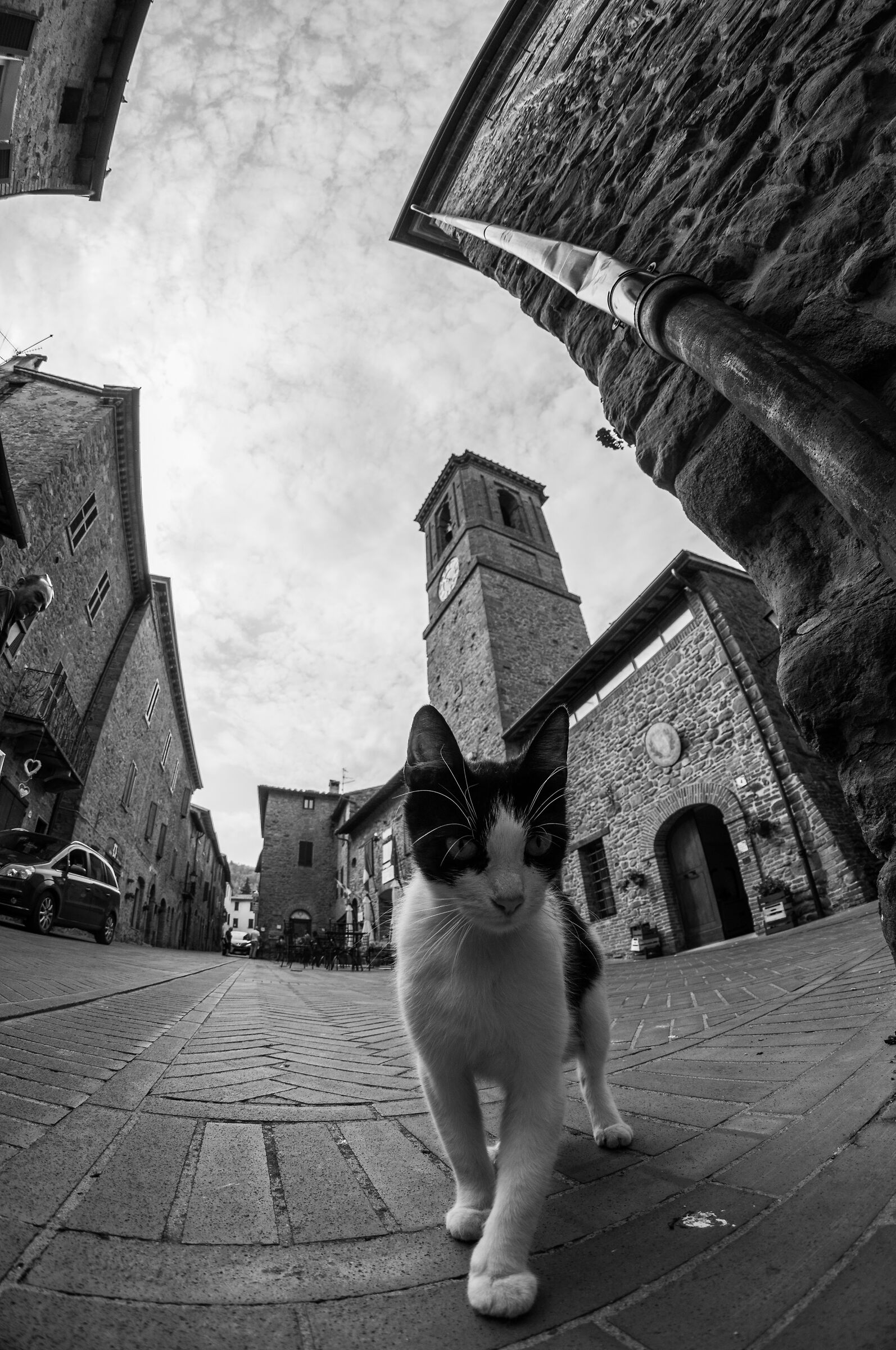 il padrone...