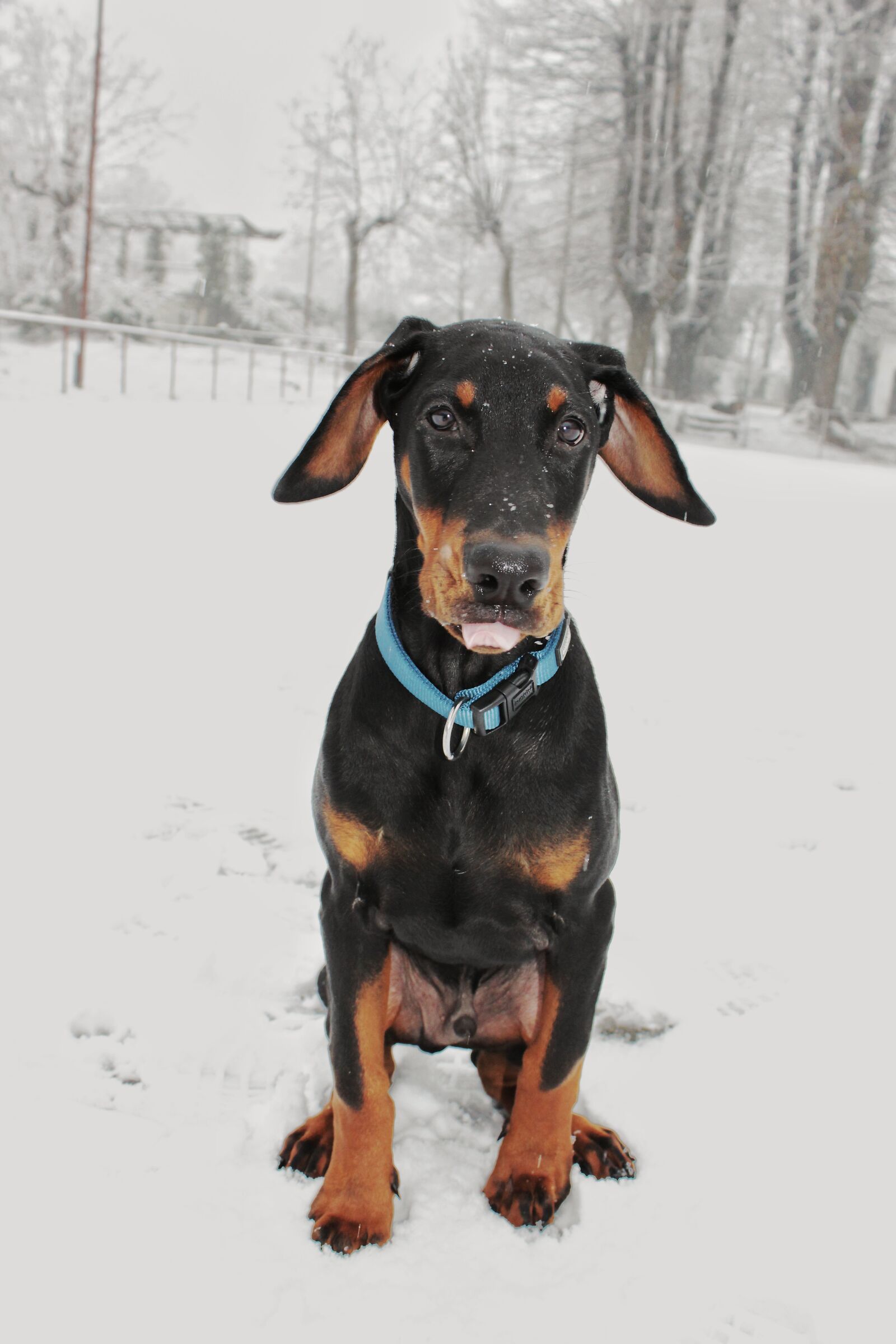 Cucciolino nella neve