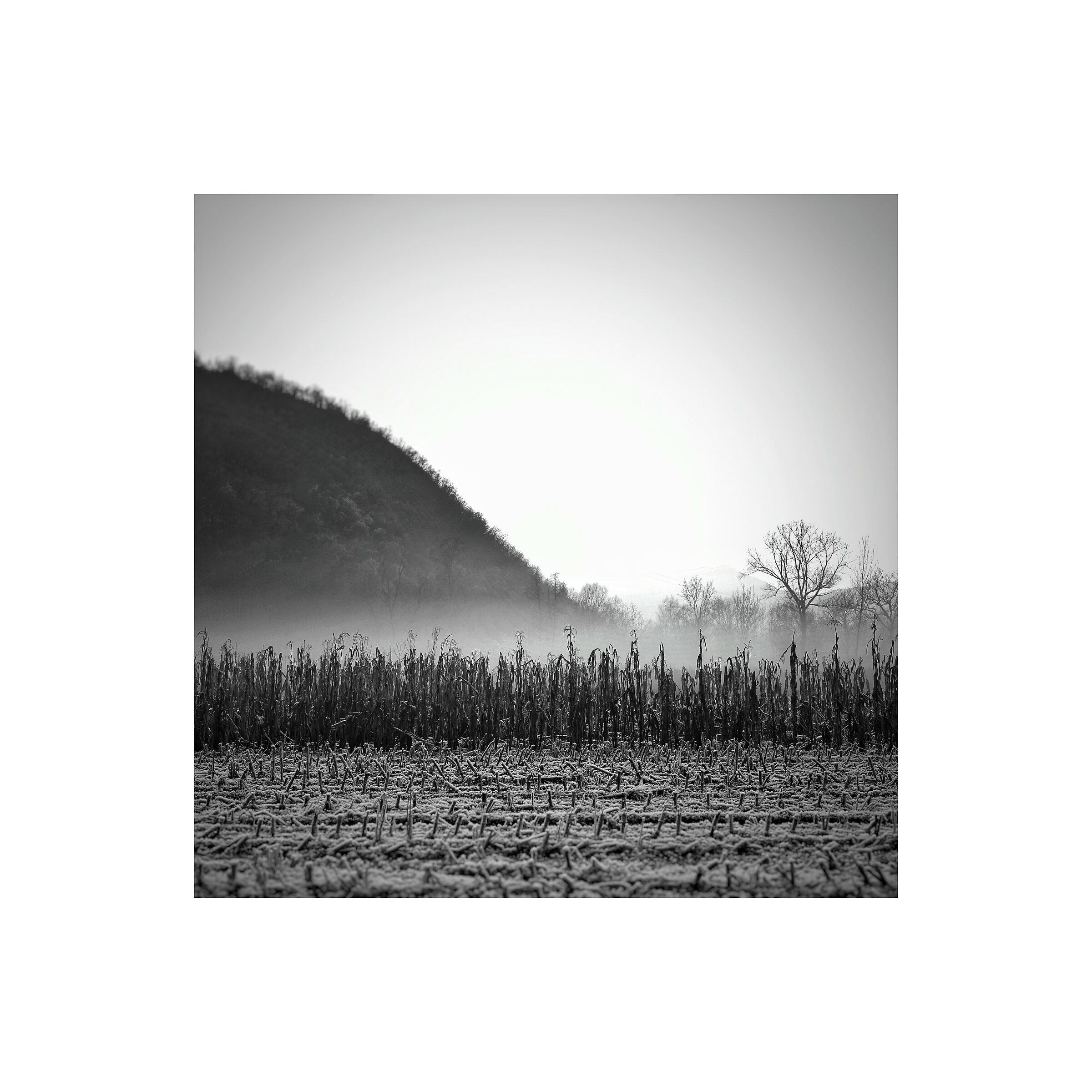 Grano