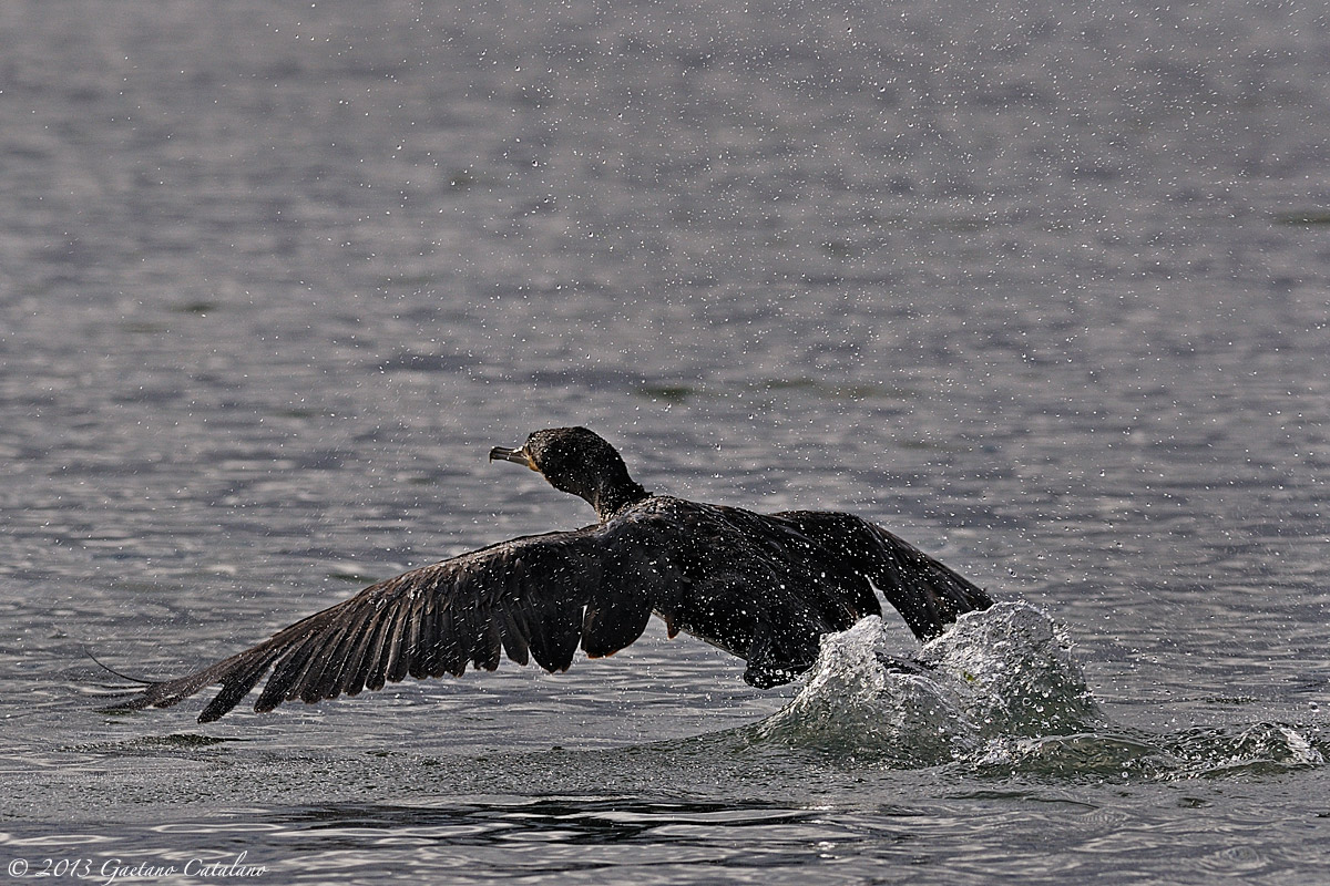 Cormorano...