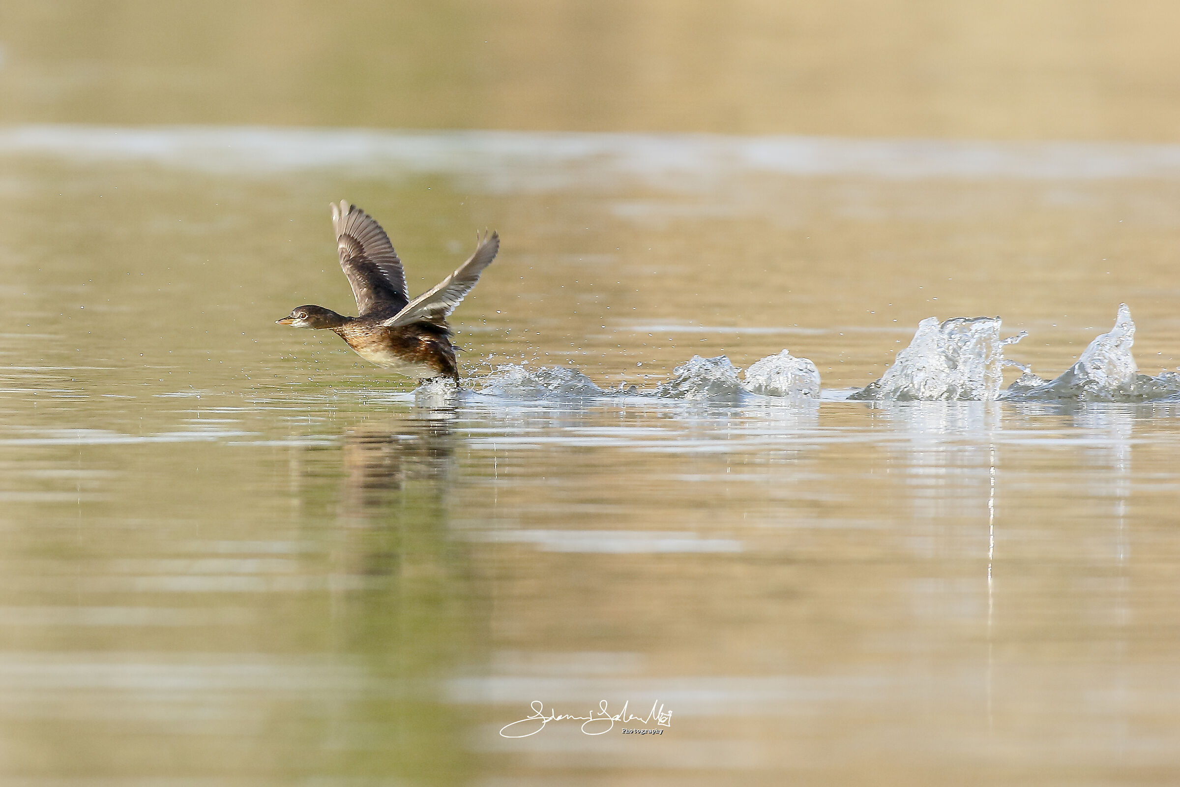 Il piccolo corridore d'acqua (Tachybaptus ruficollis)