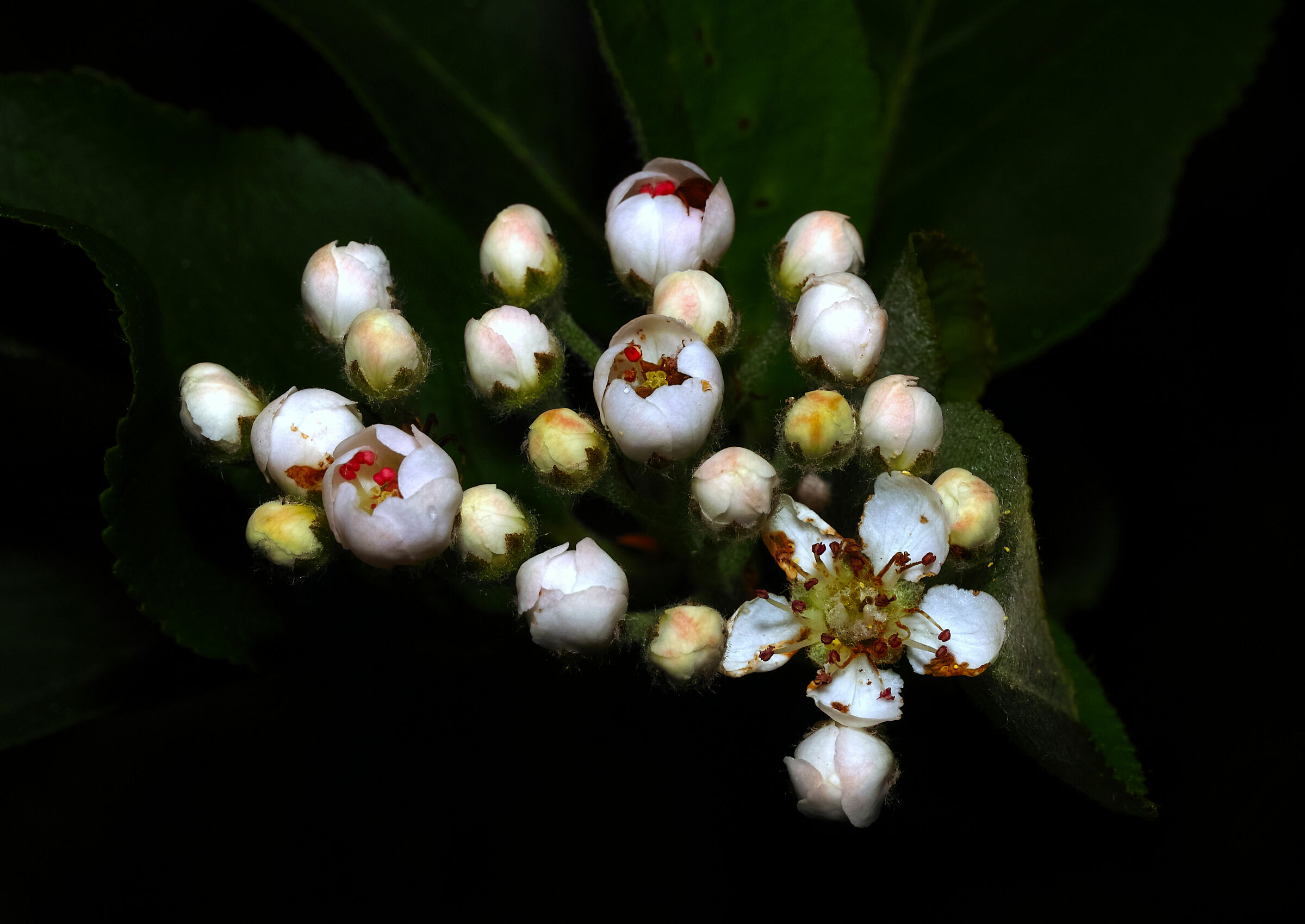 Aronia melanocarpa