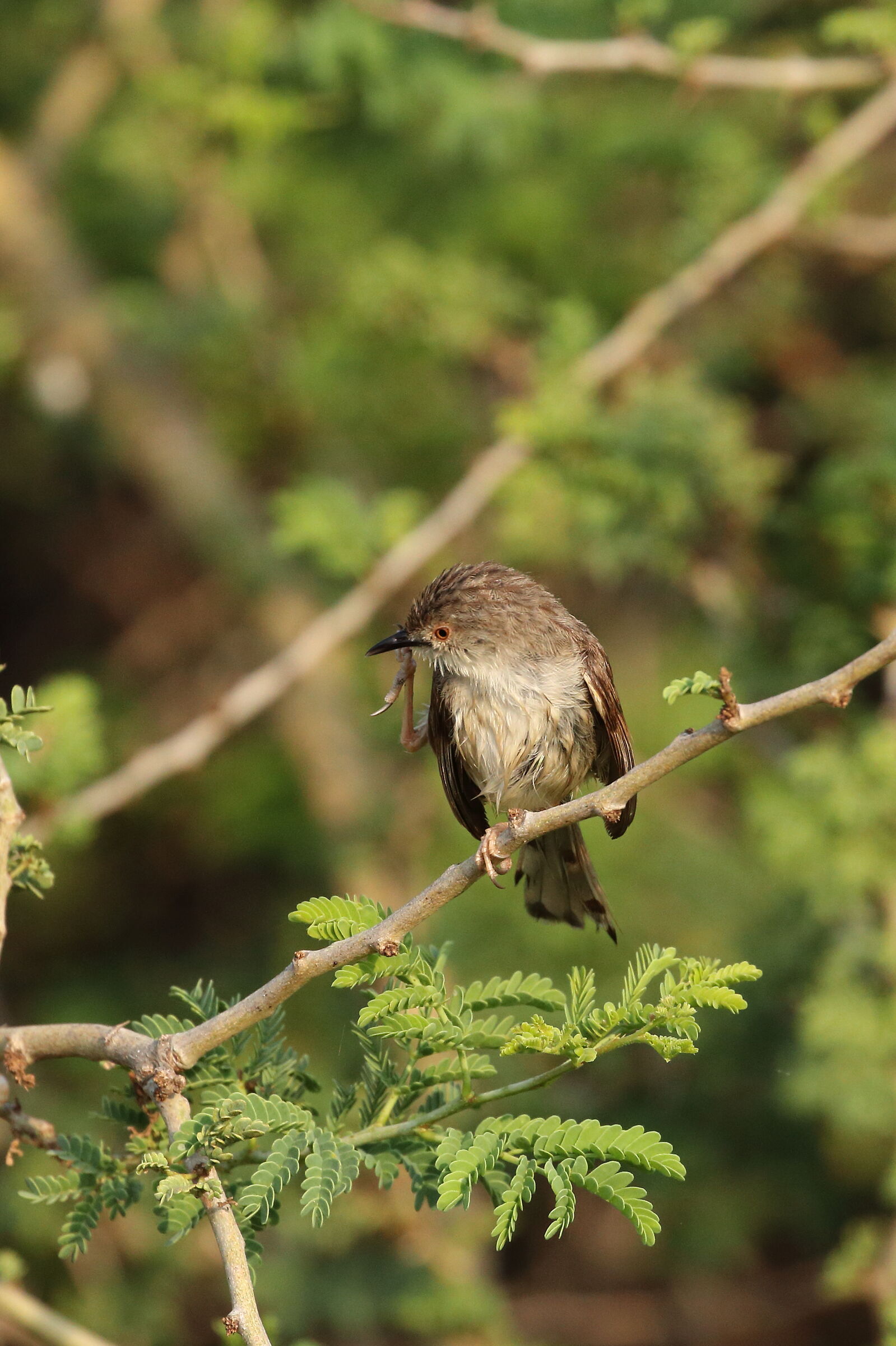 Prinia graziosa