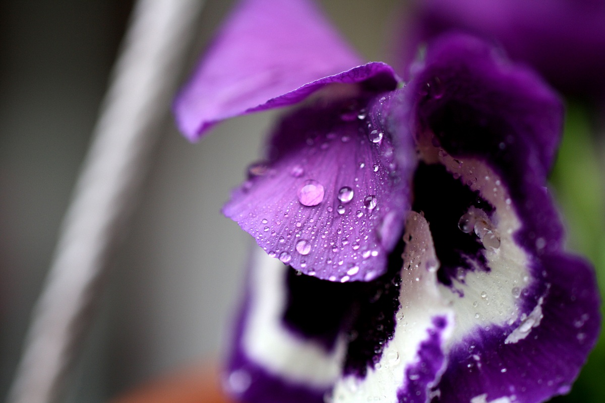 Rugiada su ciclamino