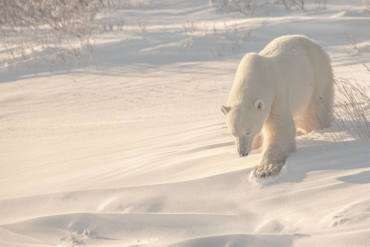 The Dawn of the White Bear