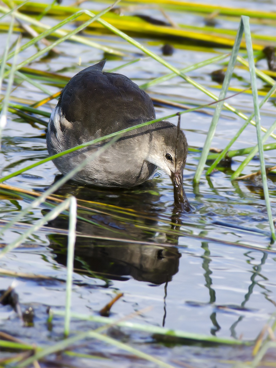 Gallinula chloropus (Linnaeus, 1758)