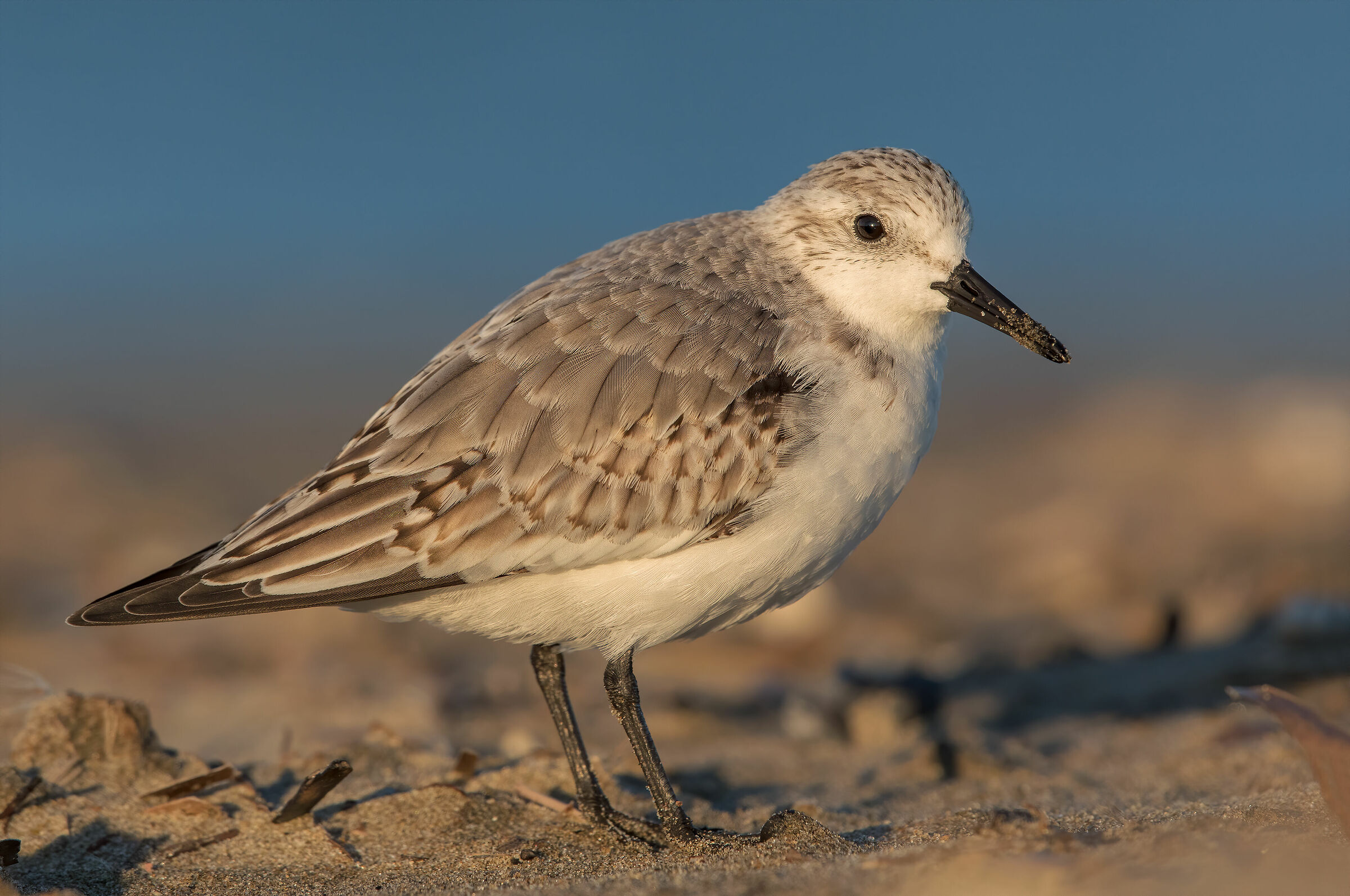 Rainpiello tridactylo