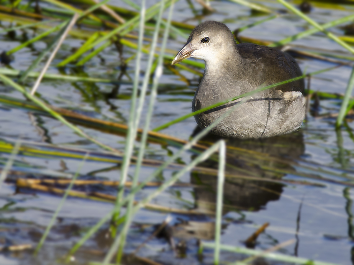 Gallinula chloropus (Linnaeus, 1758)