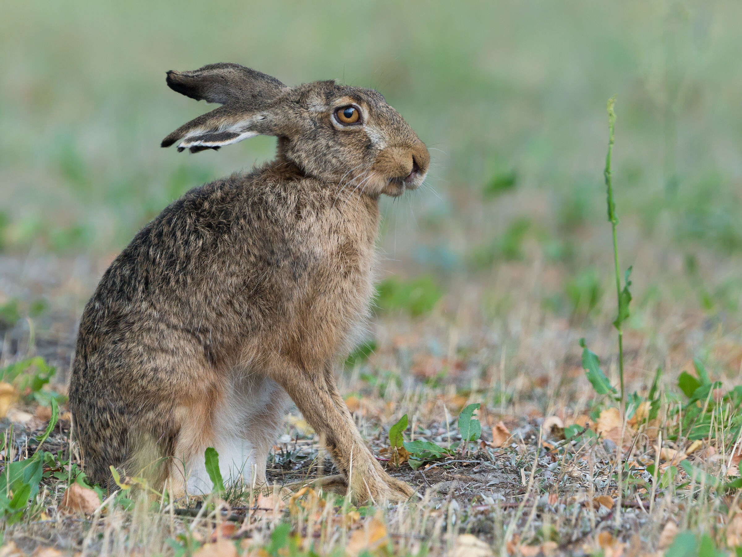 Brown hare (Lepus europaeus)