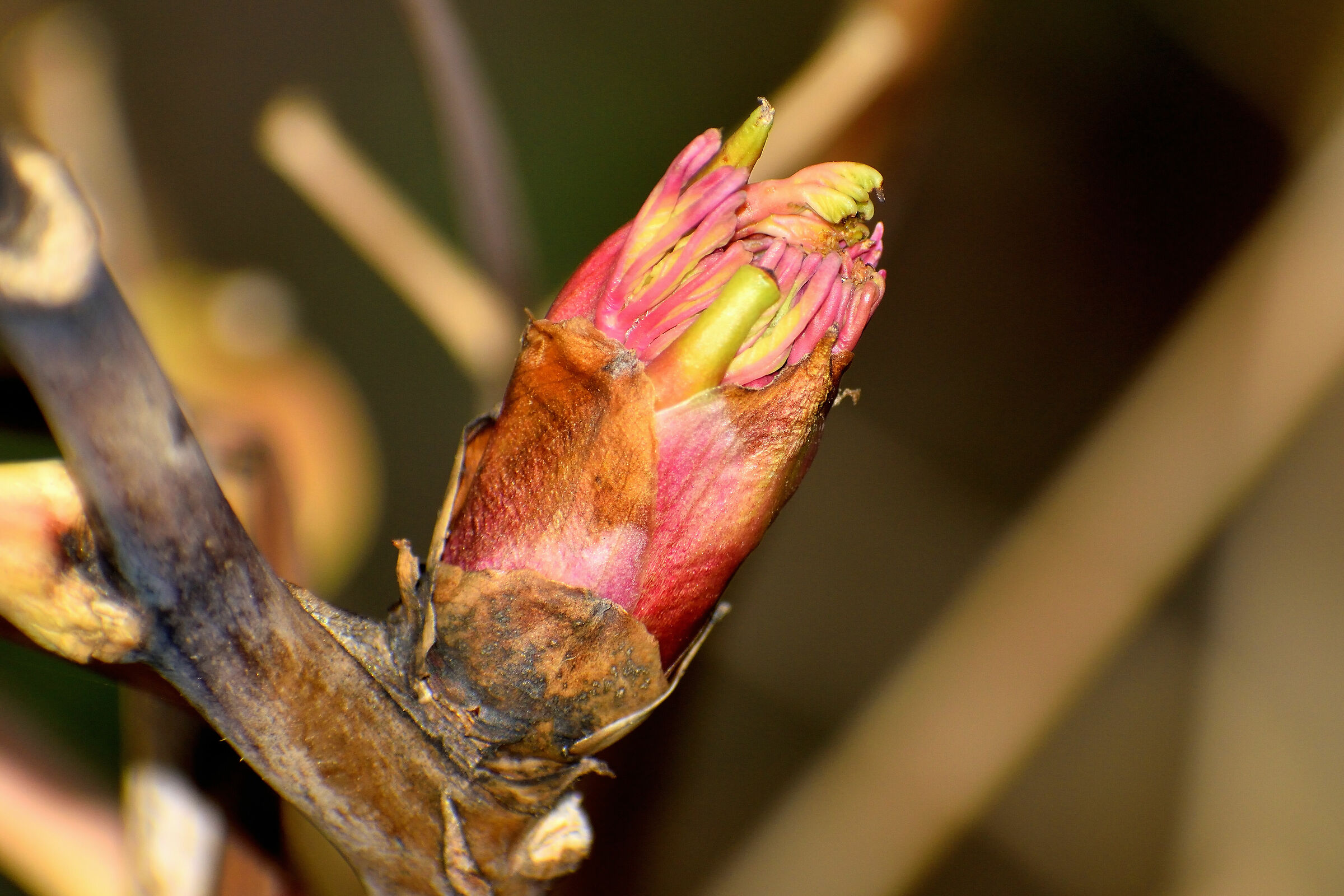 Peony winter growth