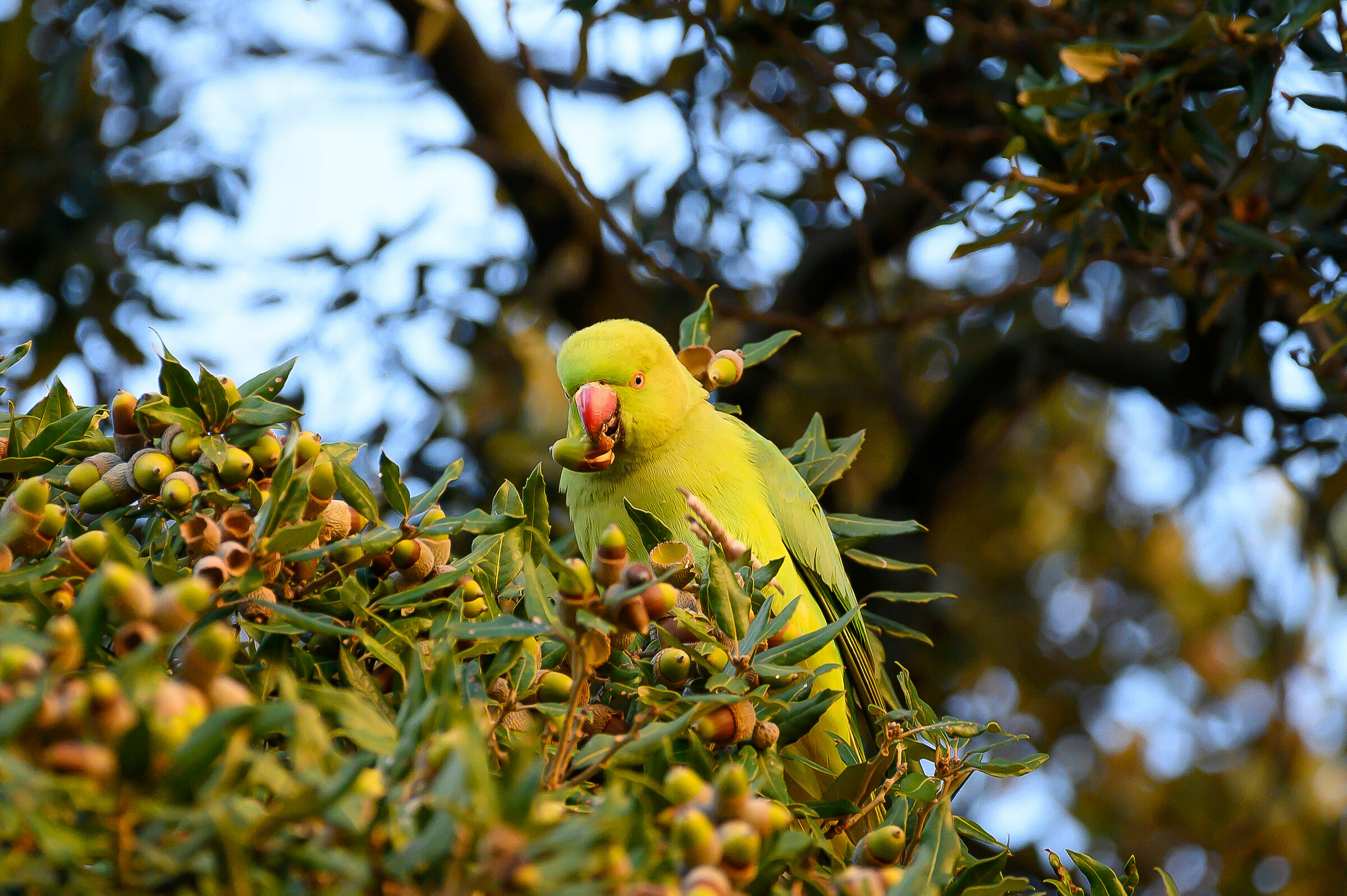 The parakeets of Rome
