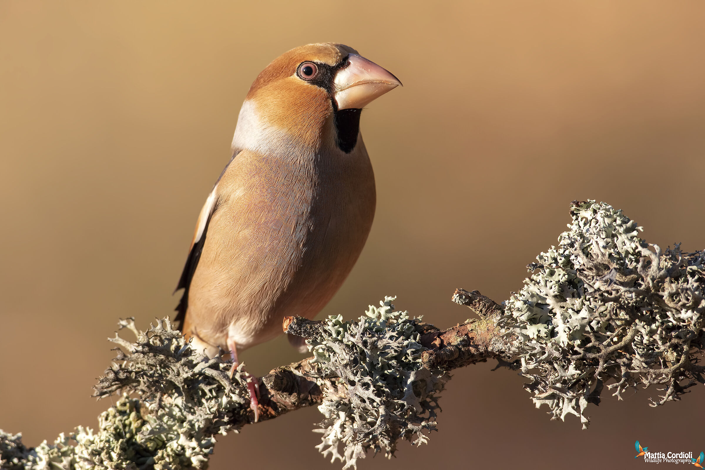 Frosone at the first ray of sunshine