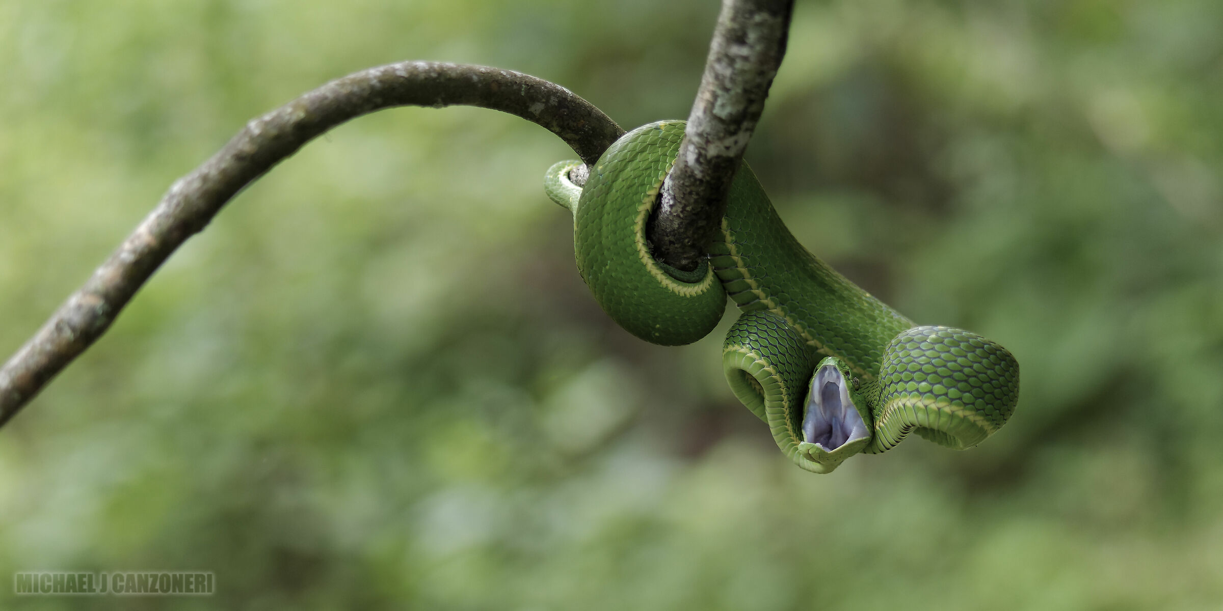 Palm Viper