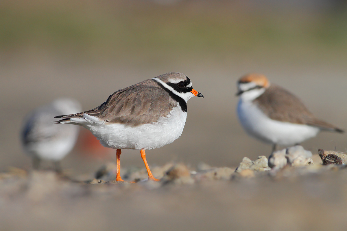 Tutti e tre appassionatamente