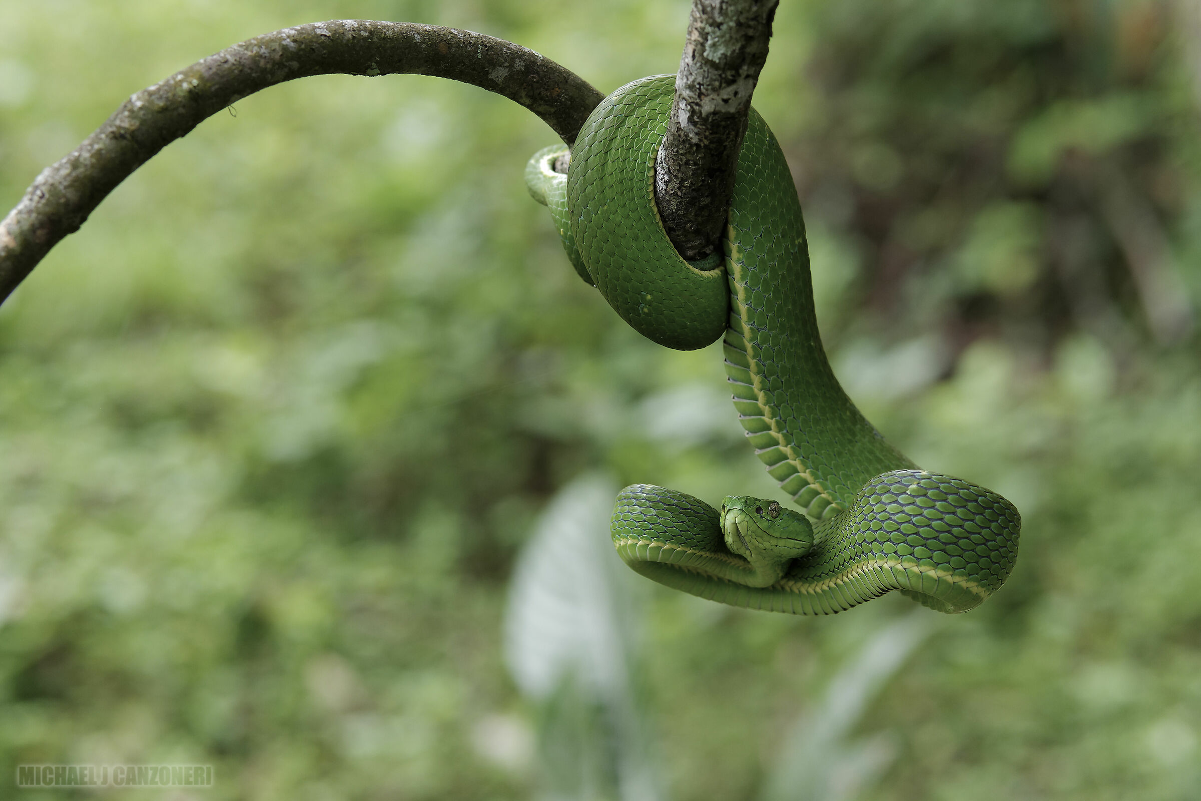 Palm Viper