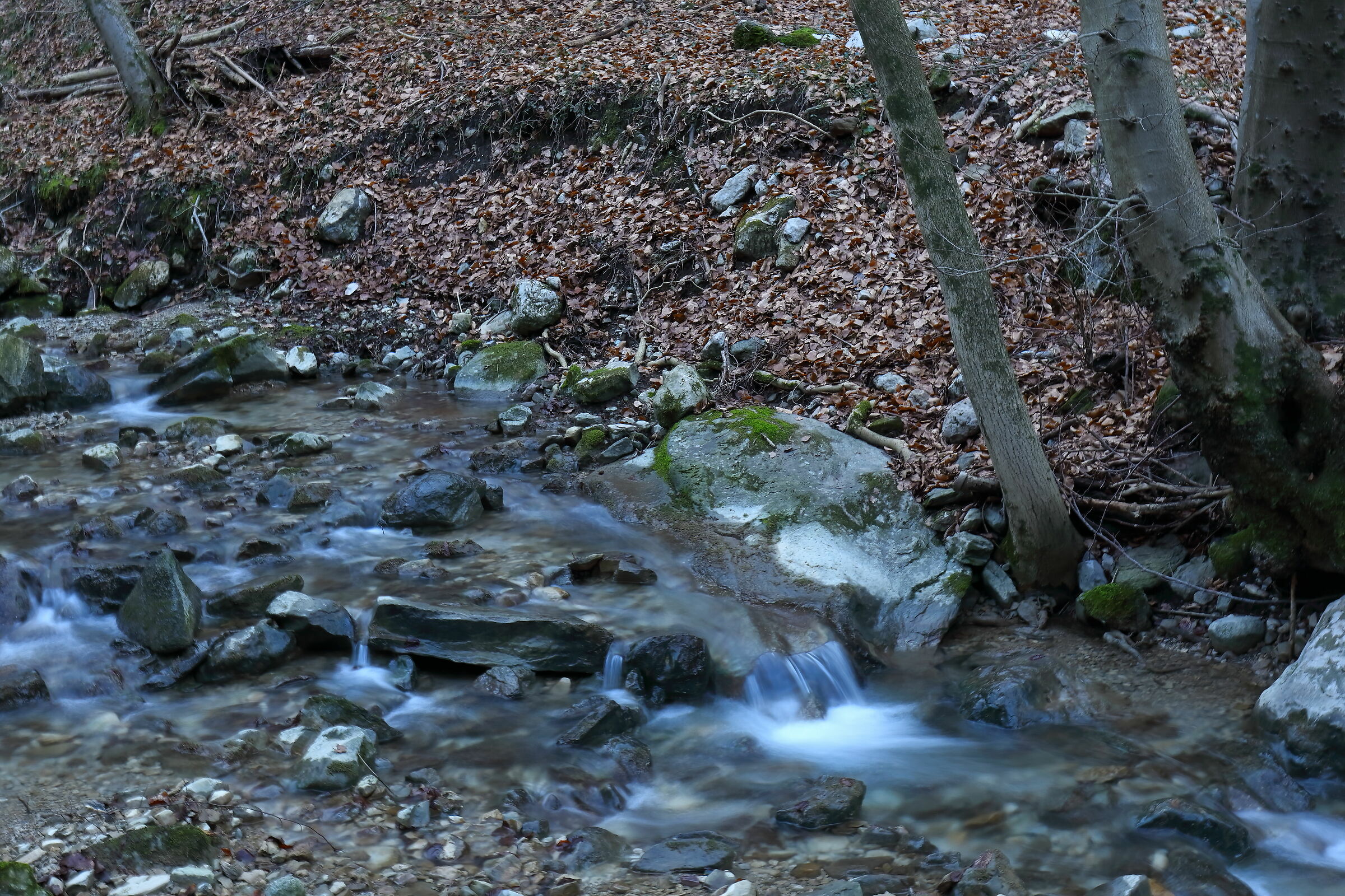 Foresta Corni di Canzo