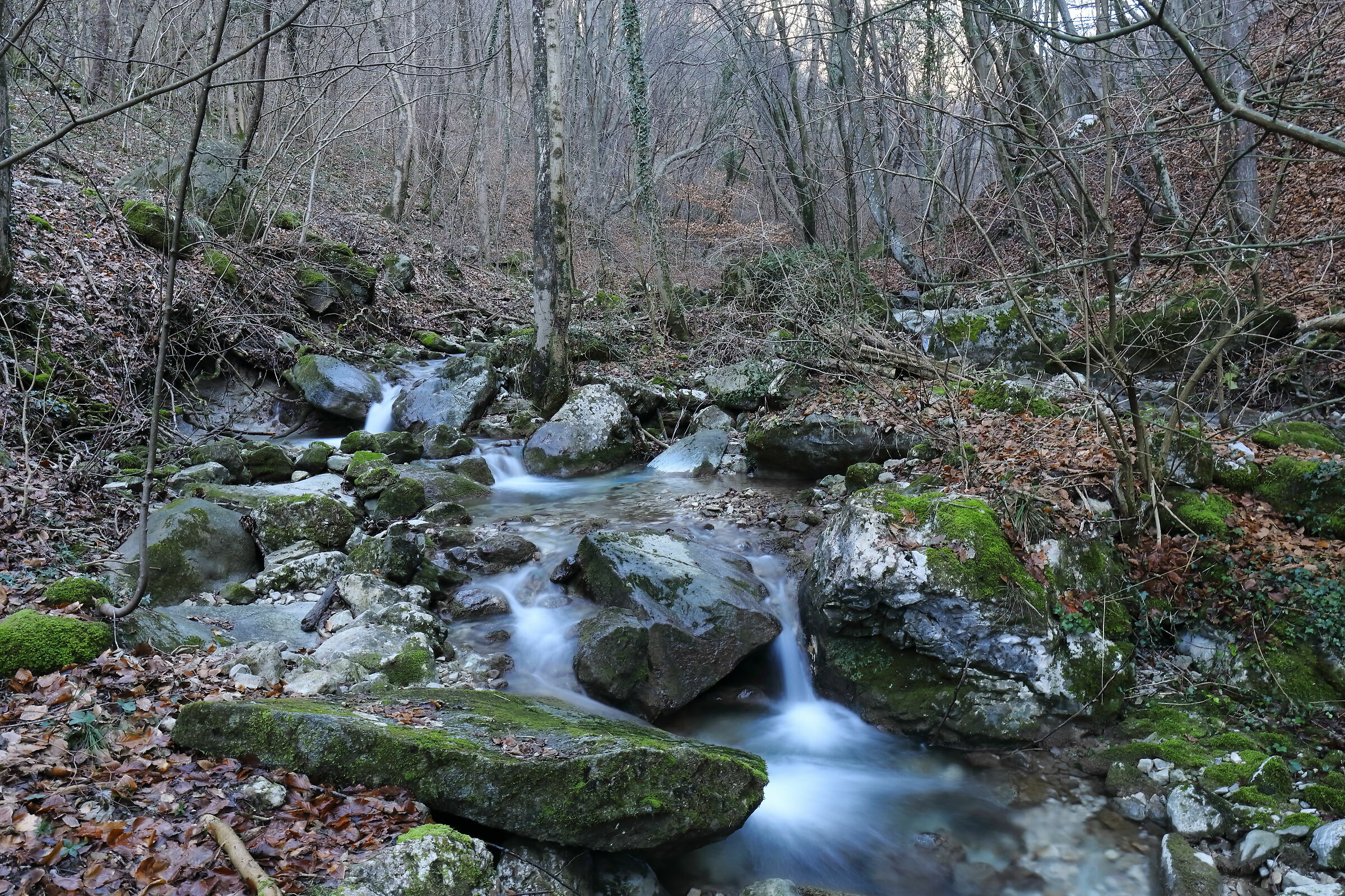 Foresta Corni di Canzo