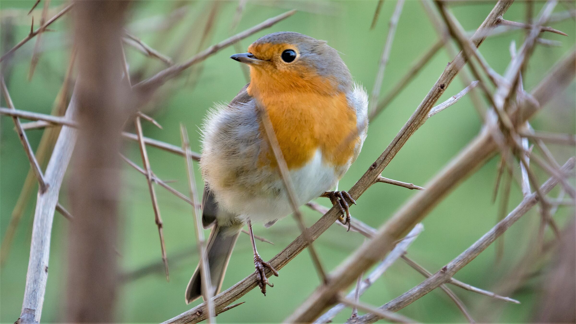 robin among the pomegranate
