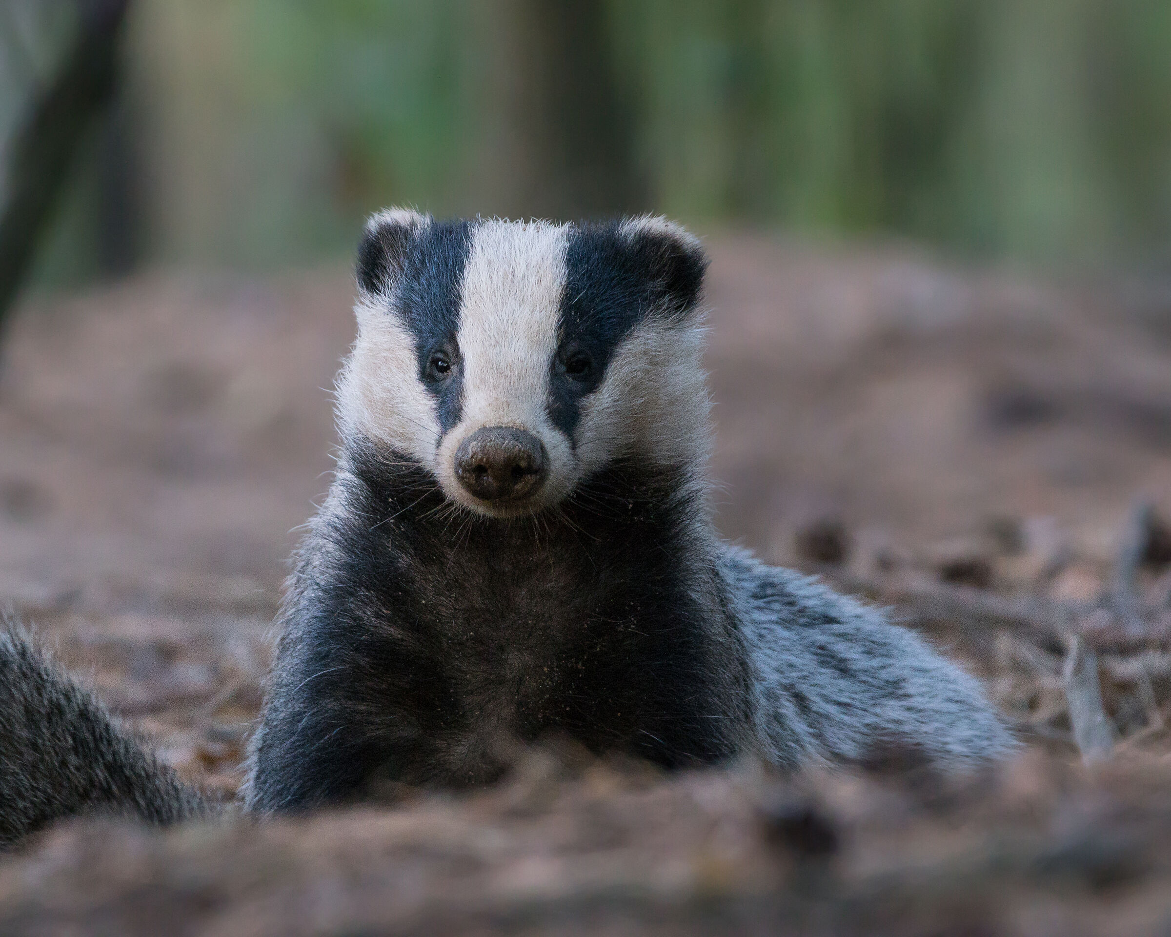 Tassoeurasiatico (Meles meles)