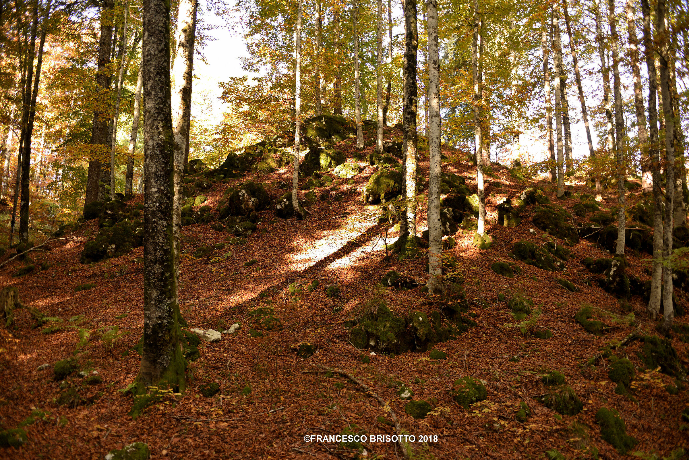 Foresta del Cansiglio prima di Vaia