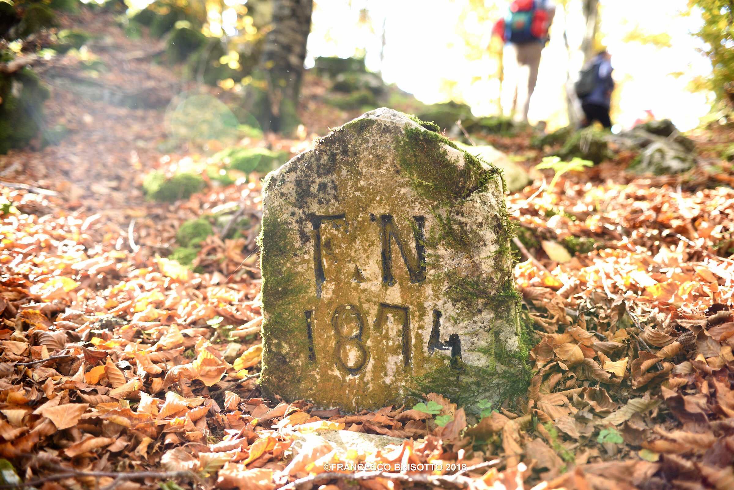 Foresta del Cansiglio prima di Vaia