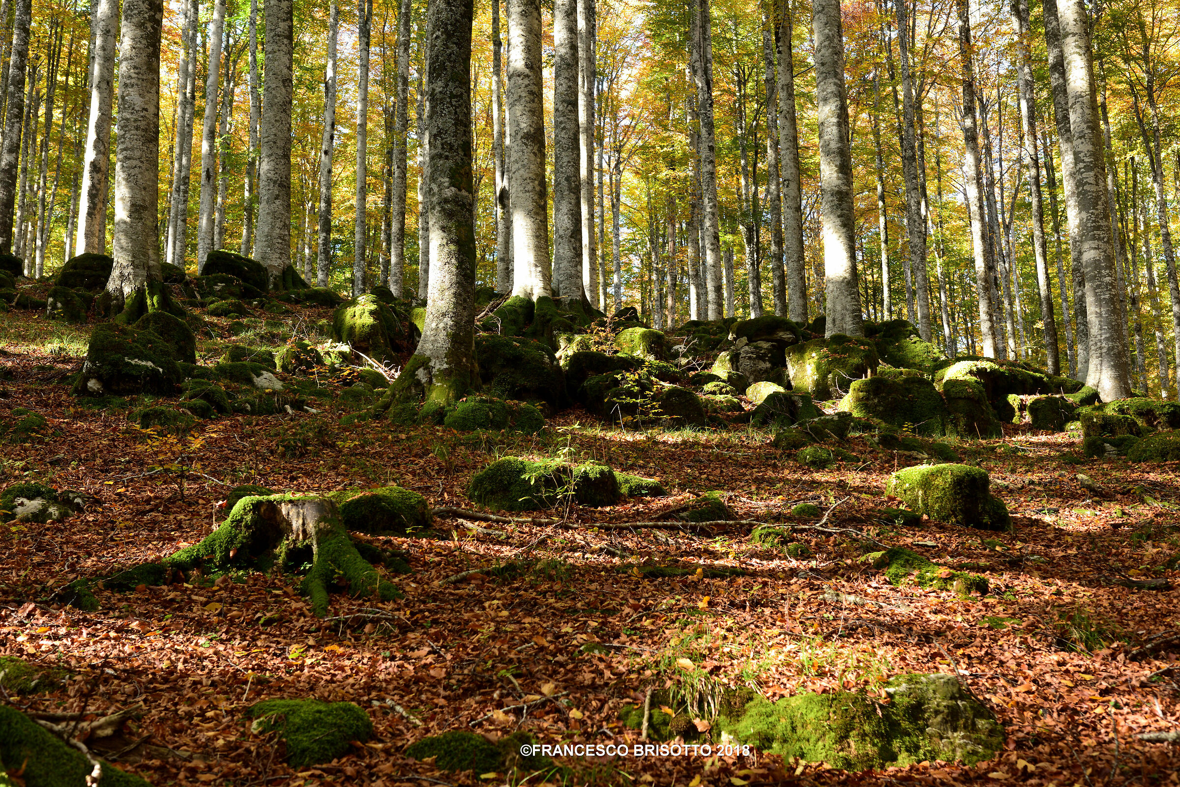 Foresta del Cansiglio prima di Vaia