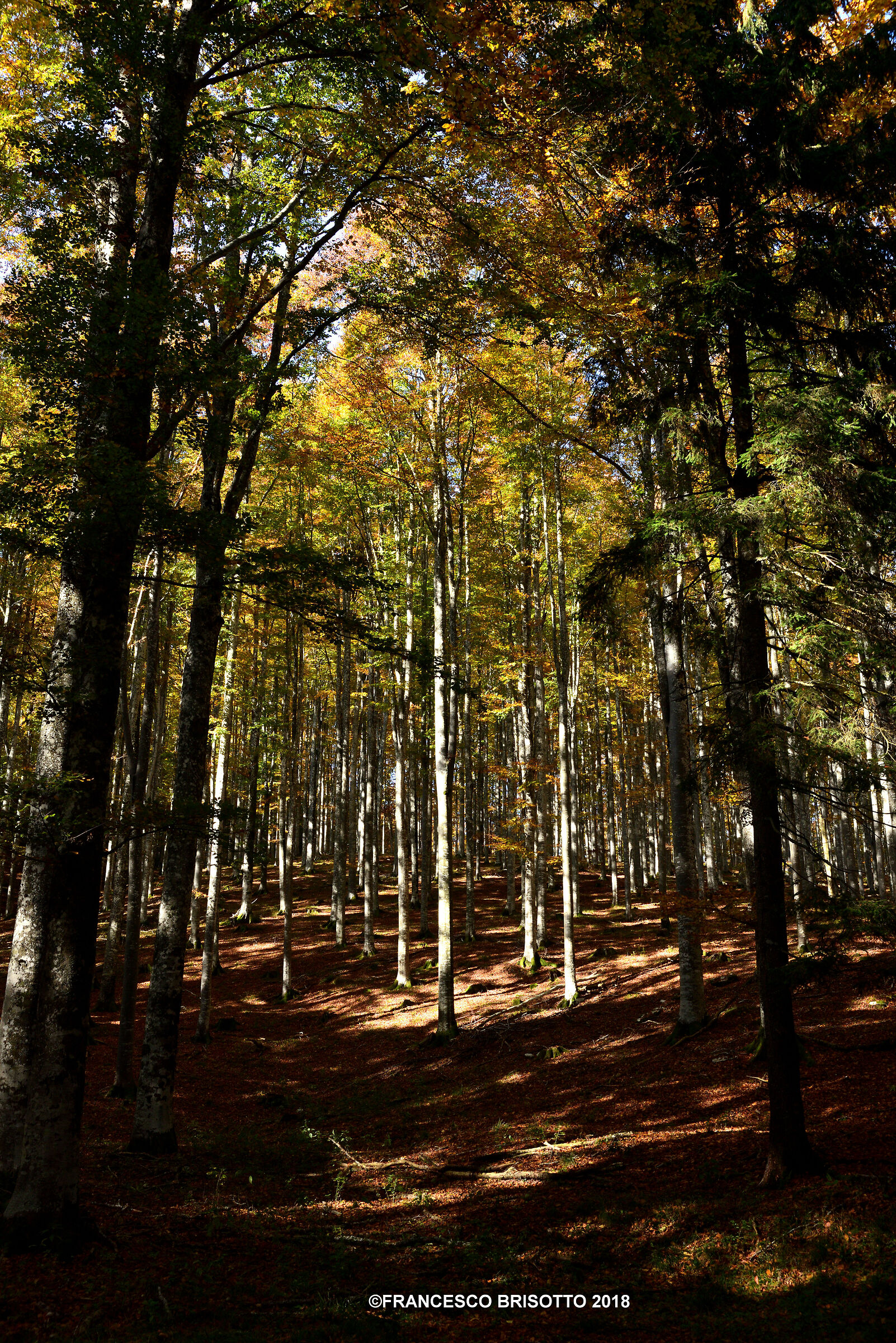 Foresta del Cansiglio prima di Vaia