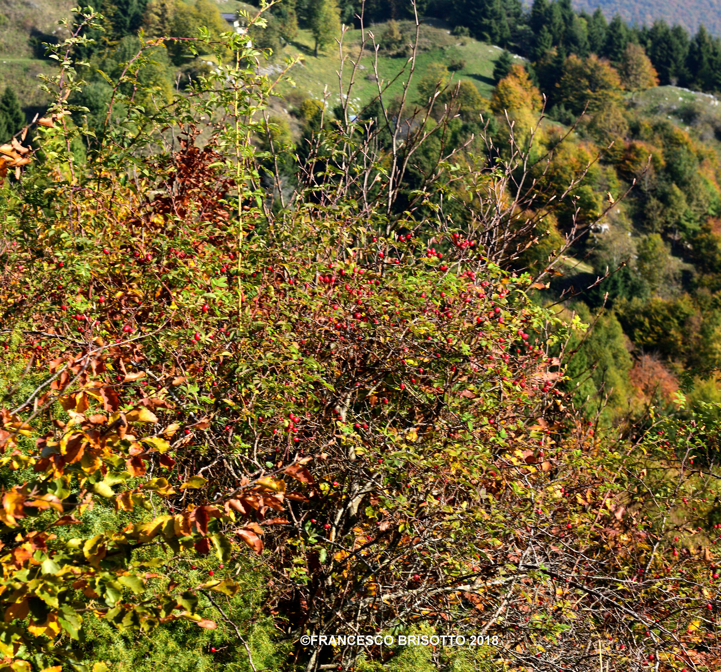 Foresta del Cansiglio prima di Vaia