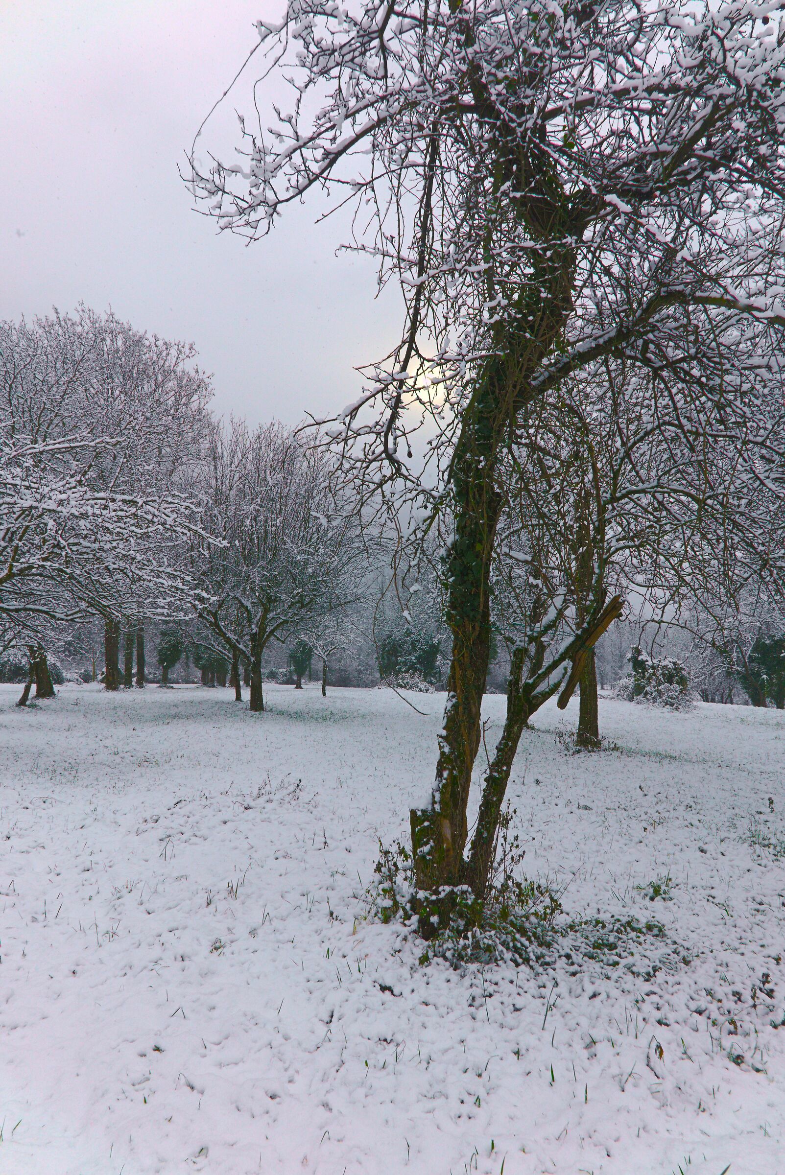 Albero con la Neve formato verticale