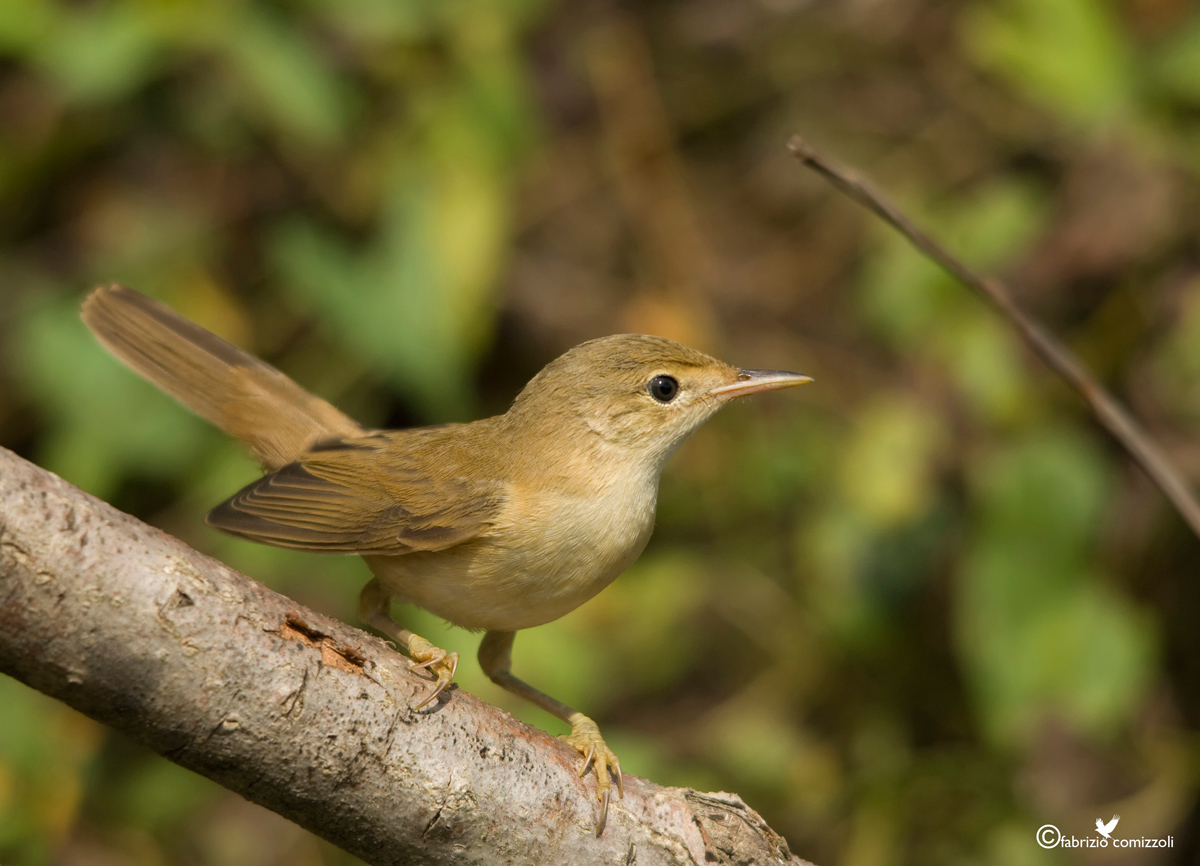 Cannaiola verdognola - acrocephalus palustris