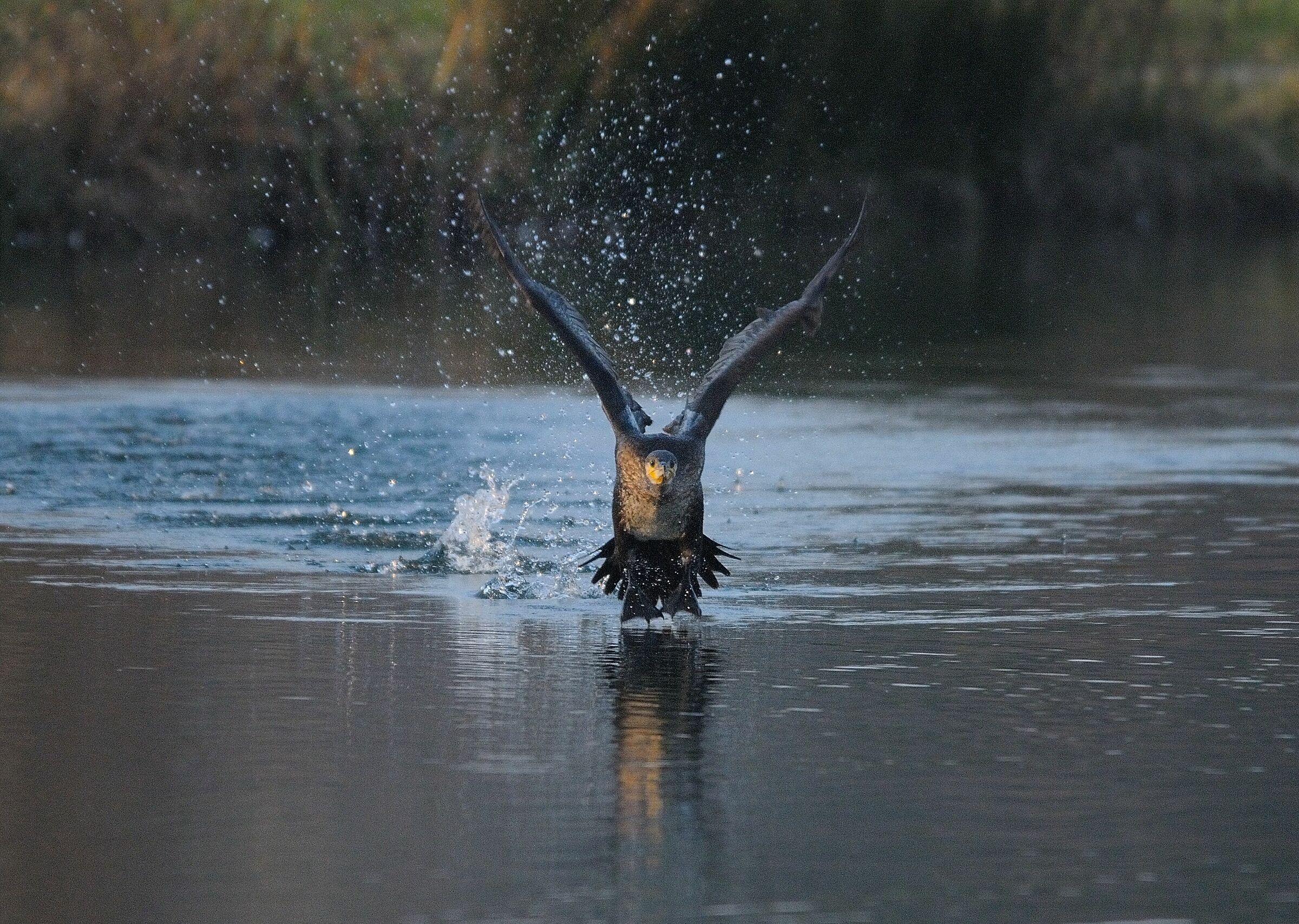 Cormorano