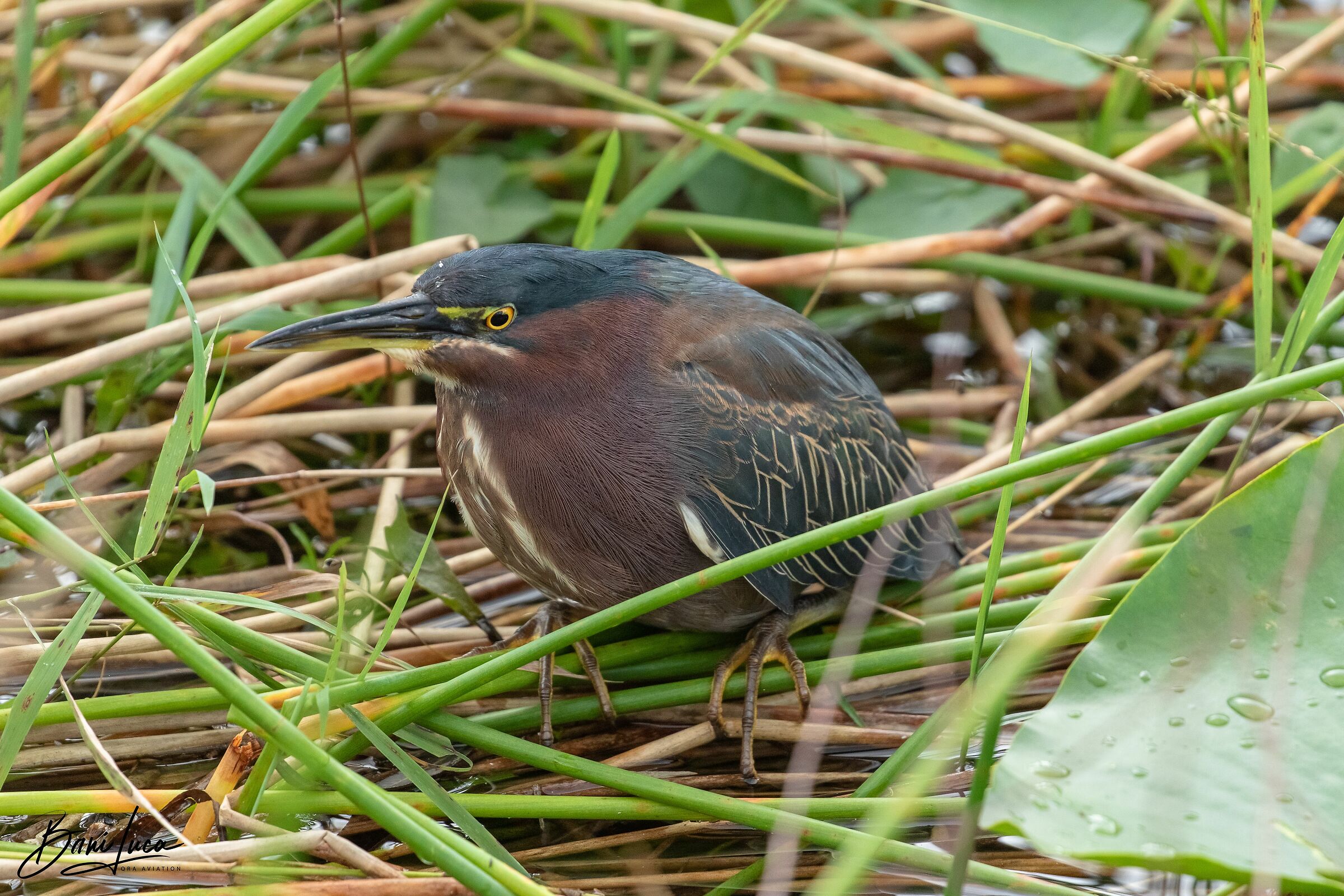 Green Heron