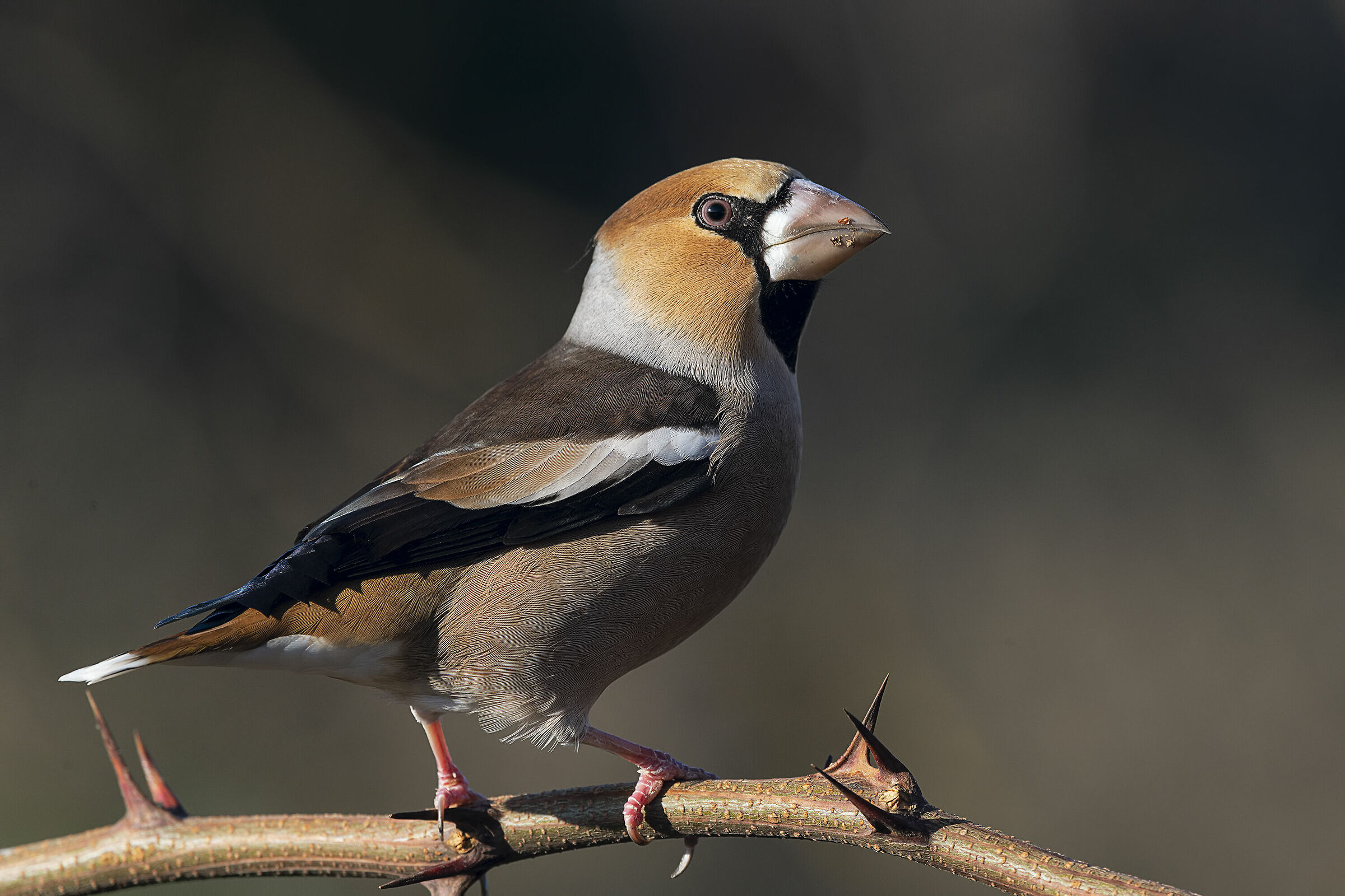 Frosone maschio (Coccothraustes coccothraustes)