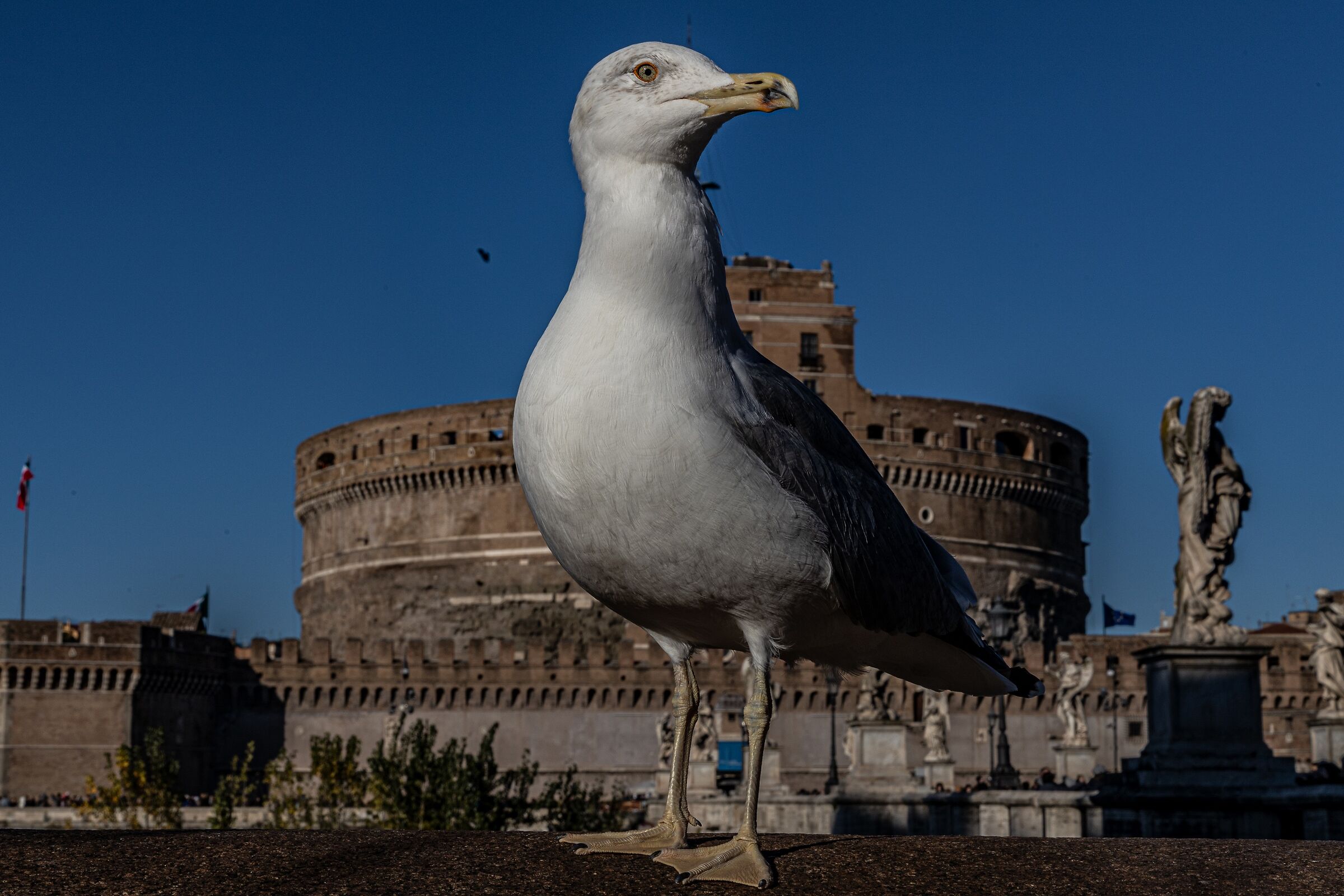 Il gabbiano e Castel Sant'Angelo