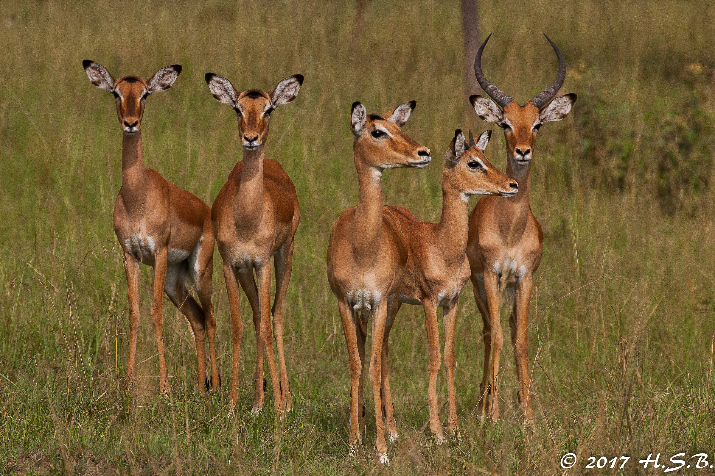 Boss, futuro boss e le donzelle