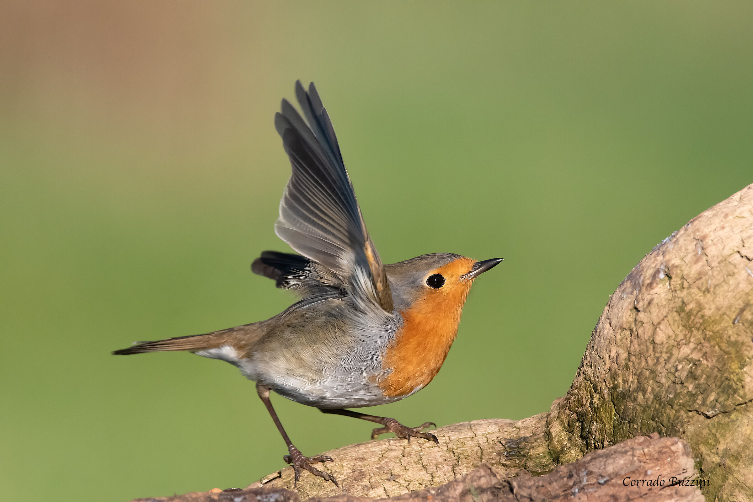 Cora Pettirosso's Shed